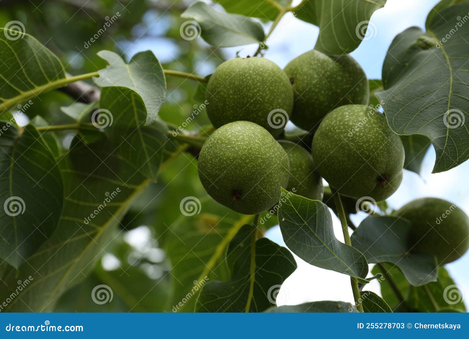 Green Unripe Walnuts on Tree Branch Outdoors, Closeup Stock Image