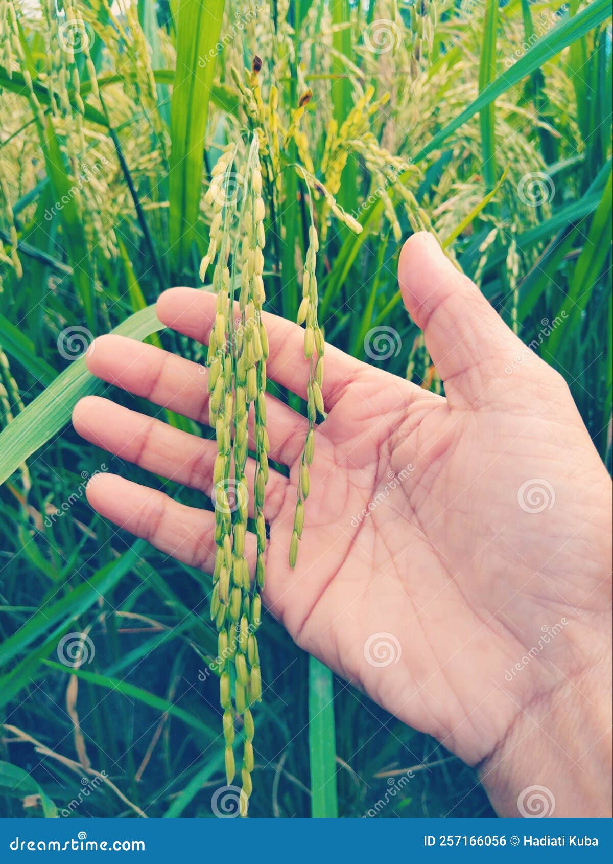 Green Unriped Rice on a Palm Hand at the Rice Field Stock Photo Image