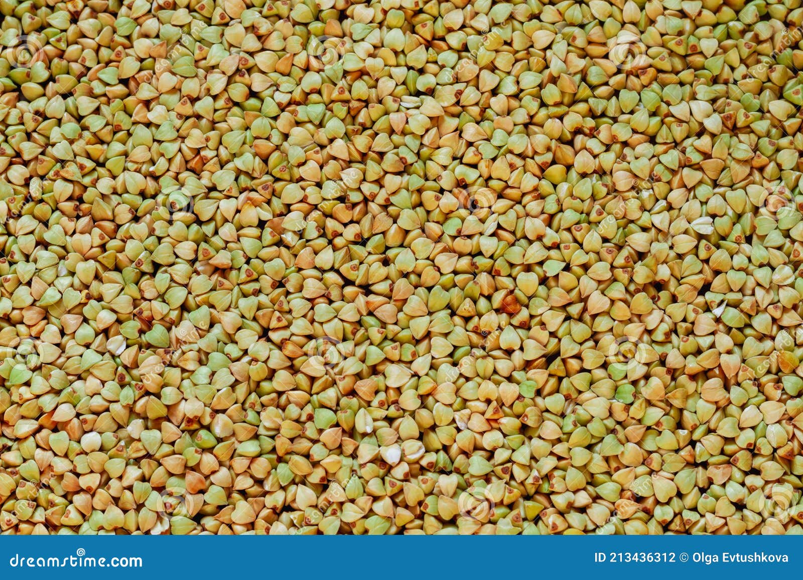 Green Unroasted Buckwheat Groats Solid Background. Copy Space Stock