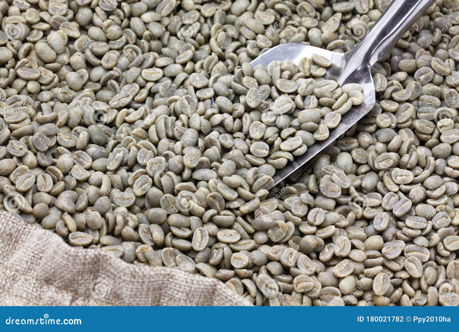 Green Unroasted Coffee Beans Stock Photo Image of fresh, background
