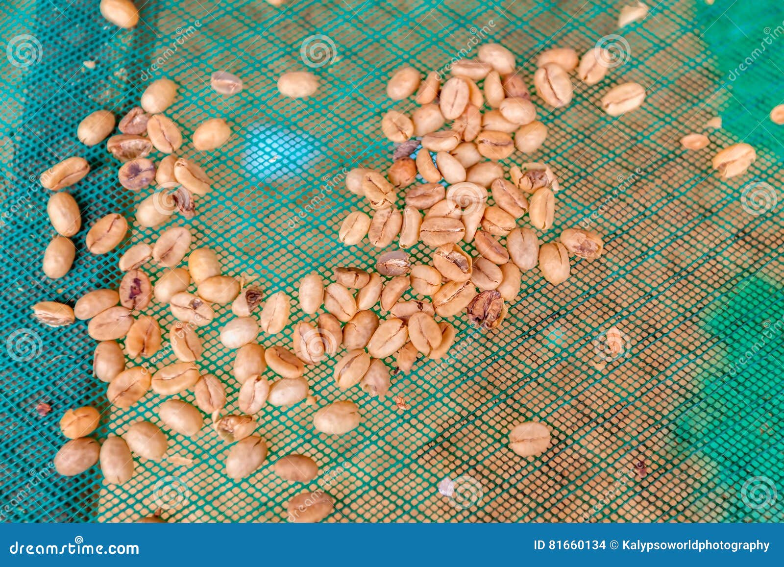Green Unroasted Coffee Beans Stock Photo Image of gourmet, close