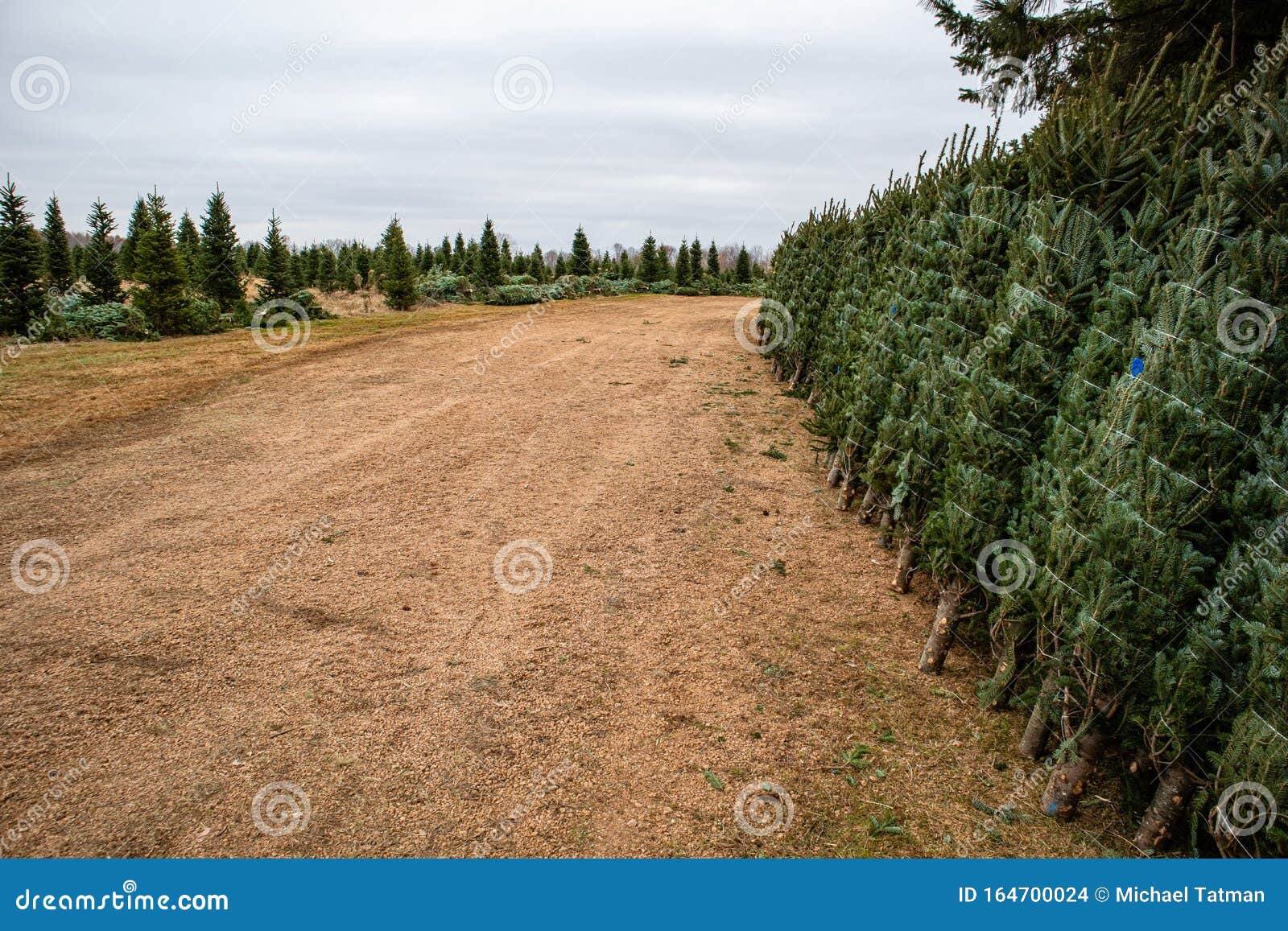 Green Valley Christmas Tree Farm Getting Ready To Send Out Christmas