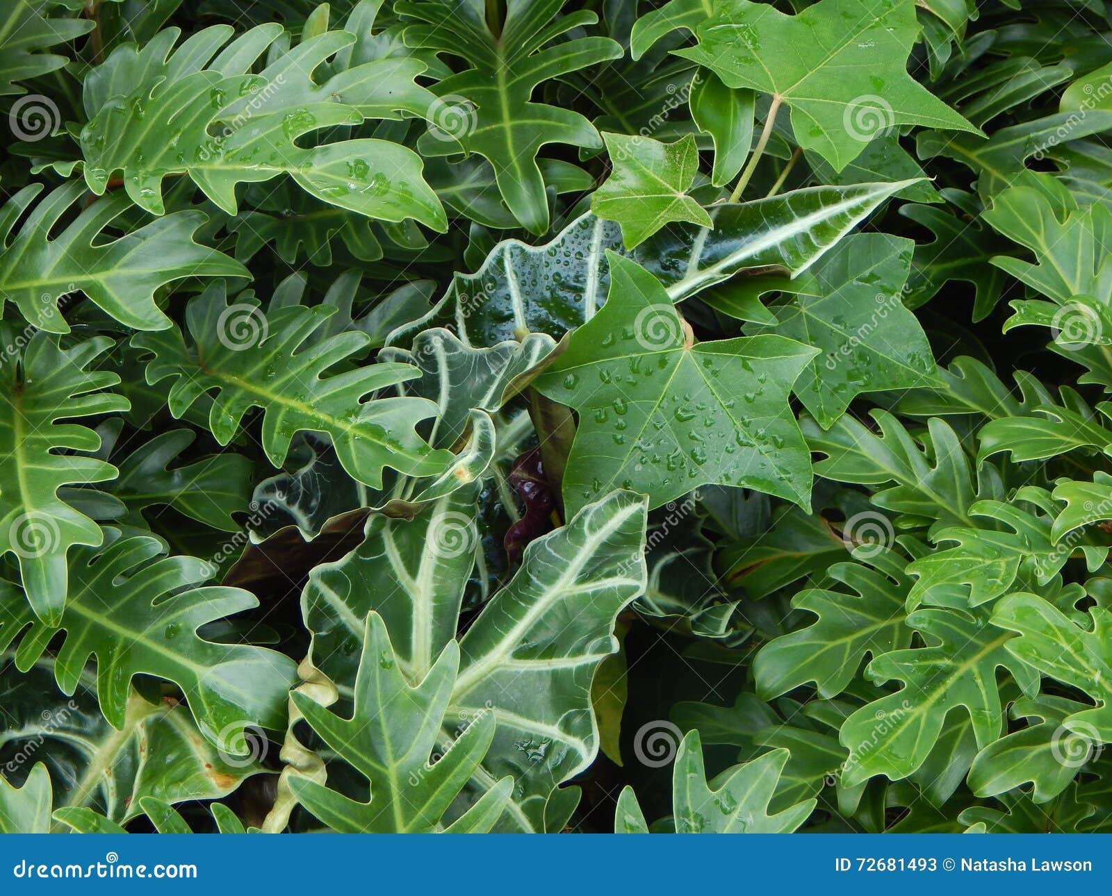 A green variety of leaves stock image. Image of variety 72681493