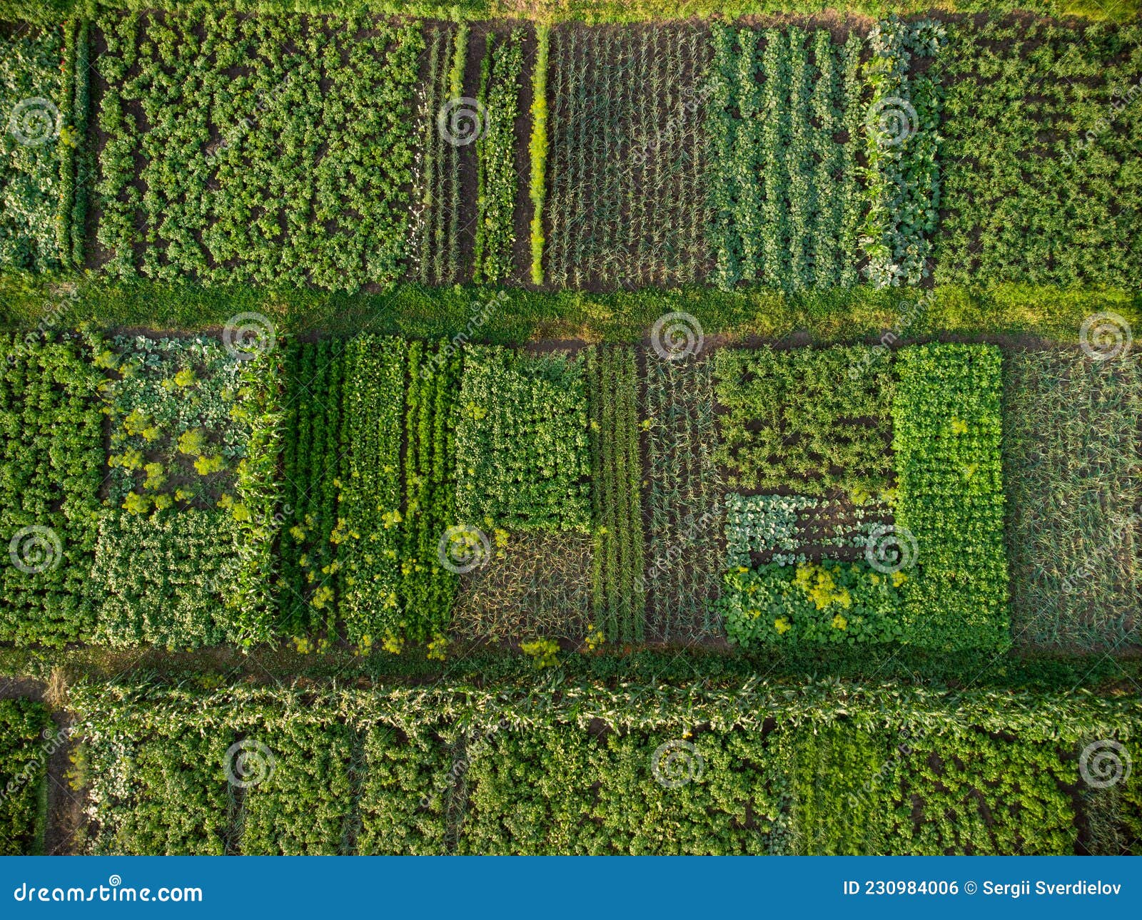 Green Vegetable Garden, Aerial View Stock Photo Image of farming