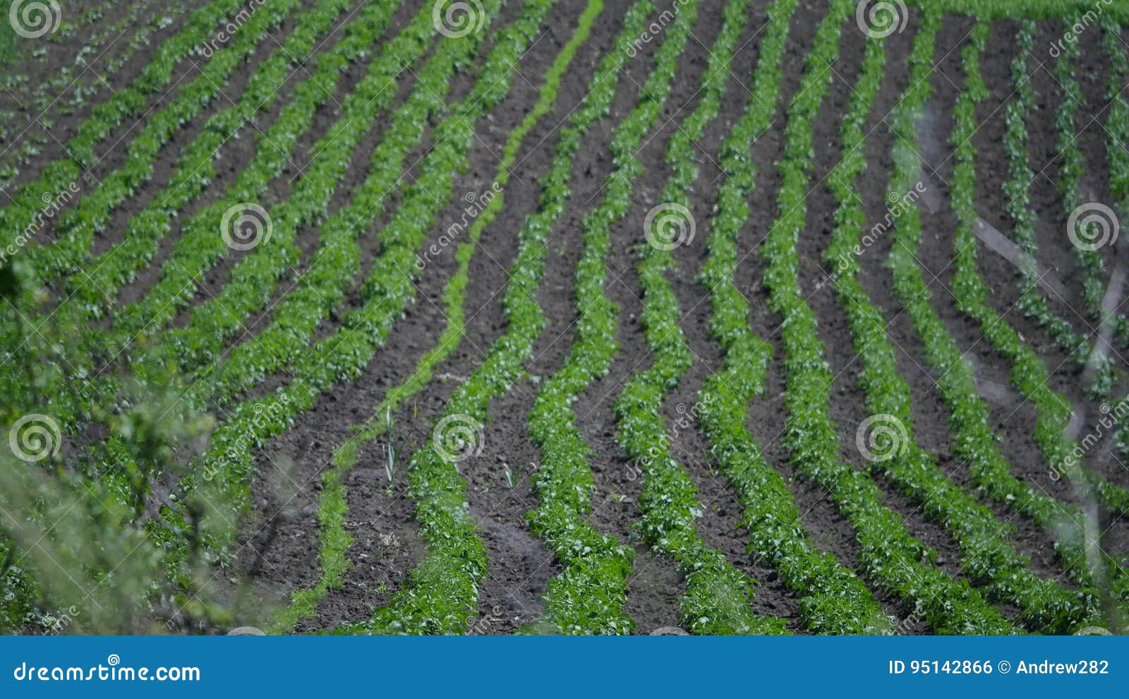 Vegetable Garden Top View Stock Photos Royalty Free Pictures