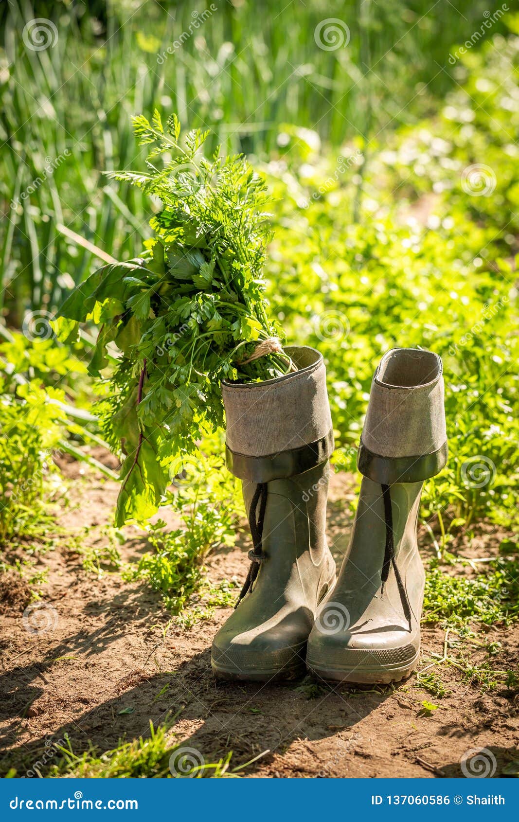 Green Vegetables in Old Green Wellington on Field Stock Photo Image