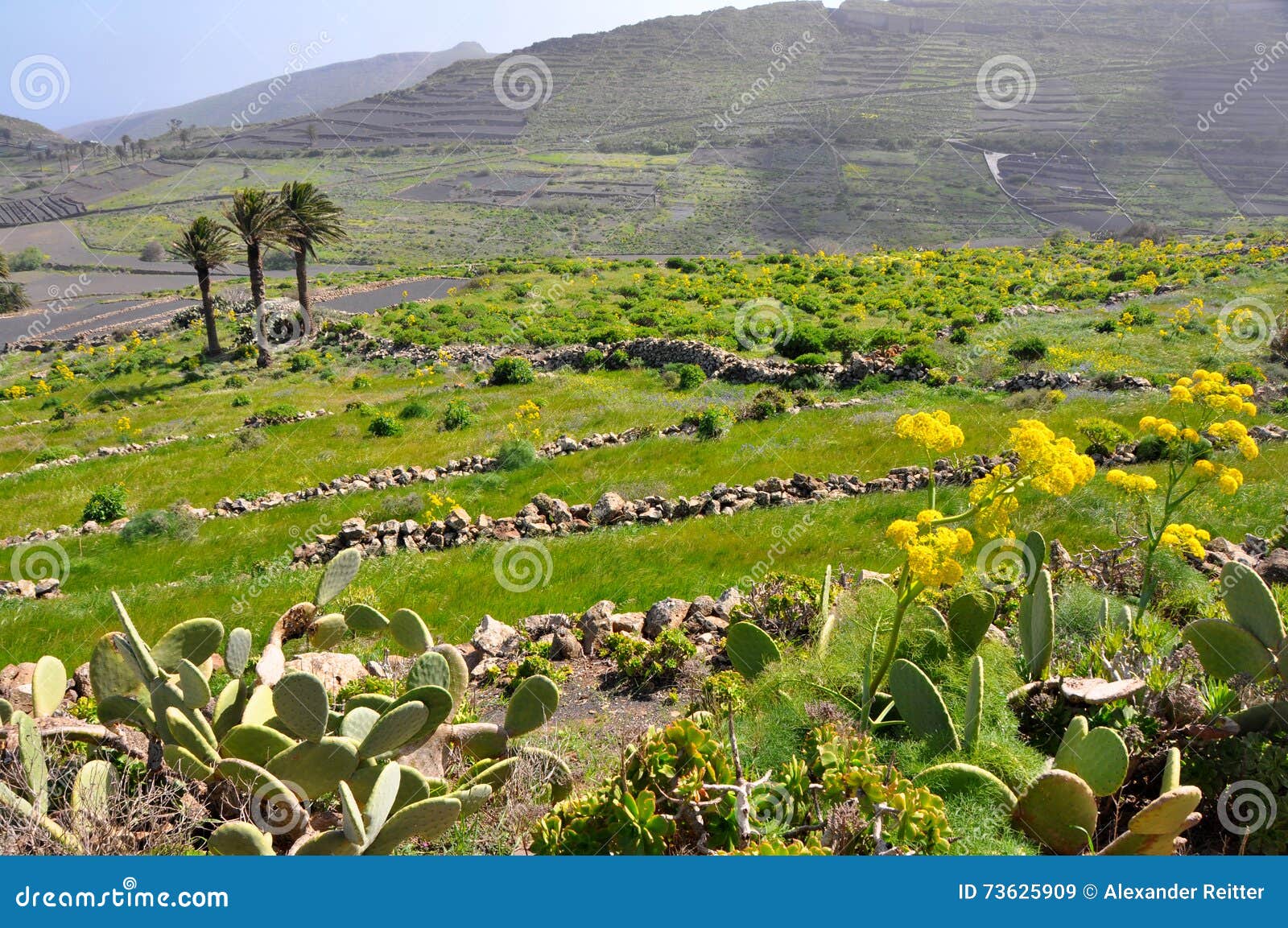 Green Vegetation on Fertile Soil of Spanish Volcanic Island Lanzarote