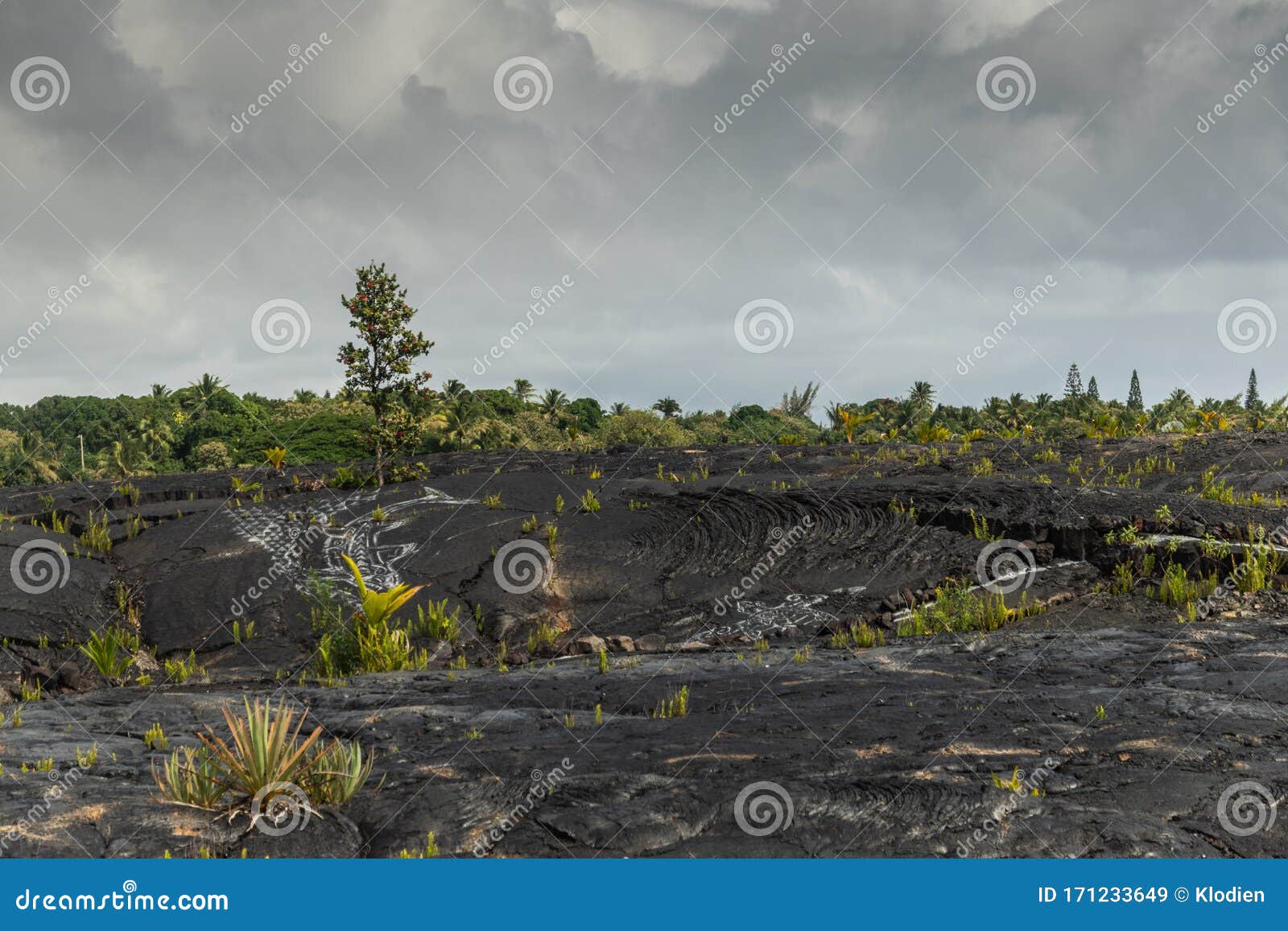 Green Vegetation on 1990 Lava Hardened, Kaimu, Hawaii, USA Stock Image ...