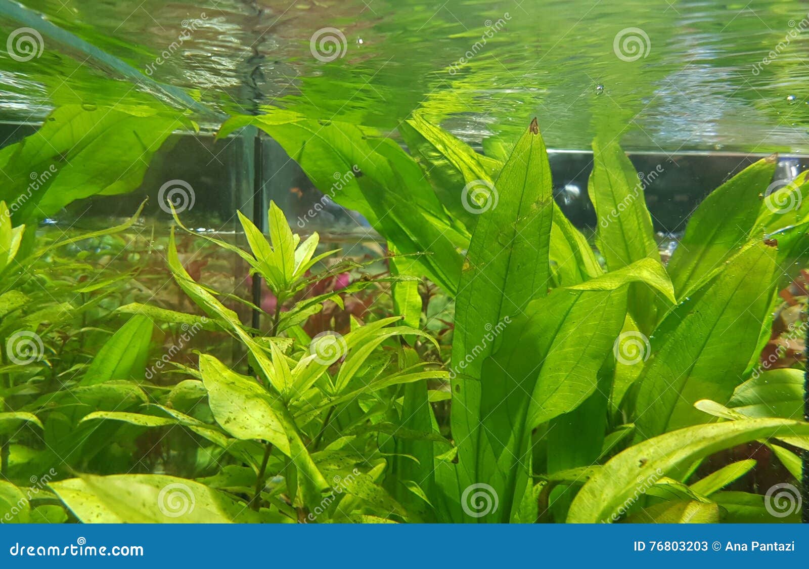 Green Vegetation Under Water Stock Image Image of aquarium