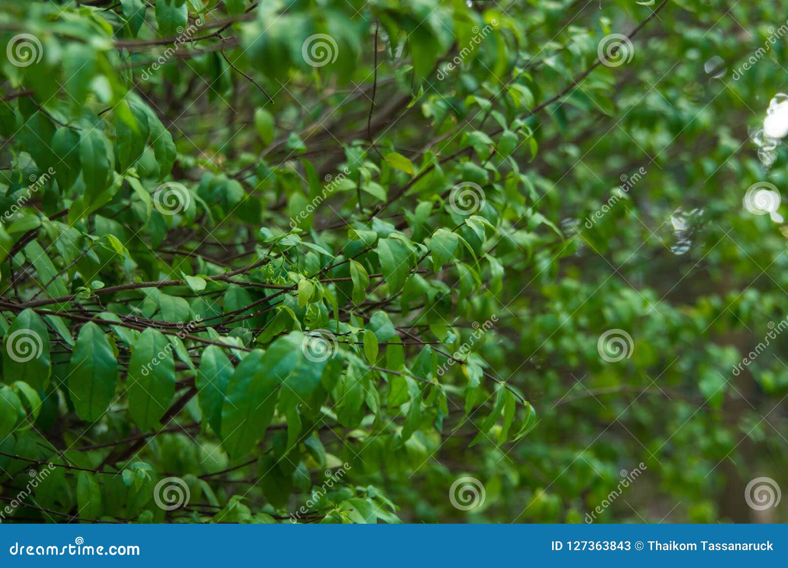 Small green leafs stock image. Image of nopeople, botany - 127363843