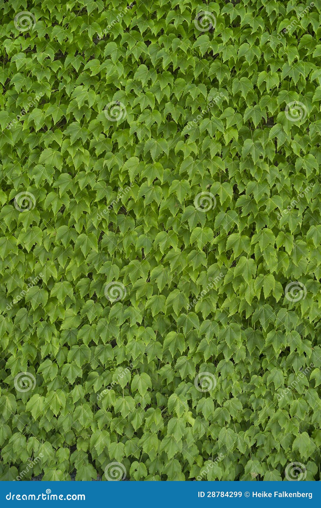 Green Vine Leaf Background stock image. Image of background 28784299