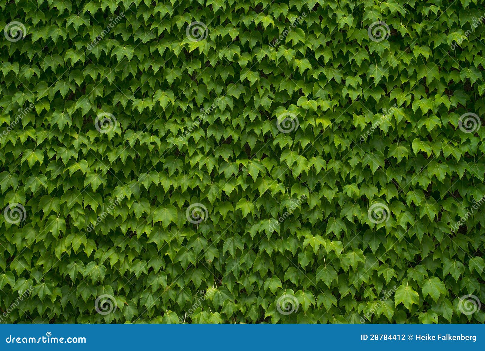 Green Vine Leaf Background stock photo. Image of natural 28784412