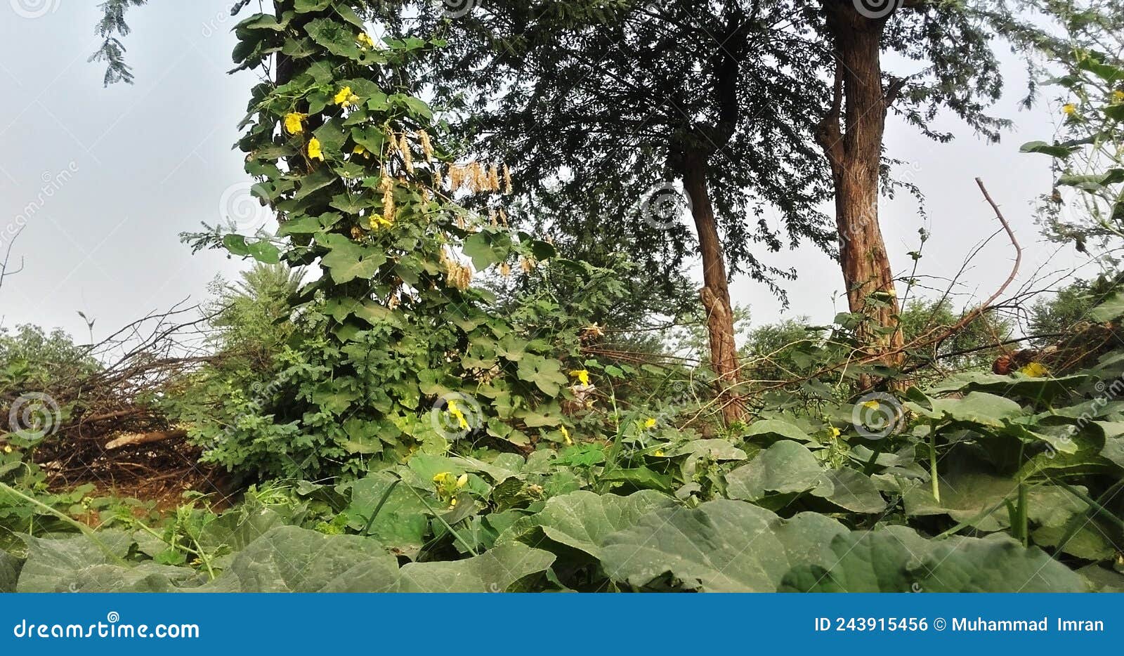 Green Vine Plant Growing on a Tree Stock Photo Image of vegetable