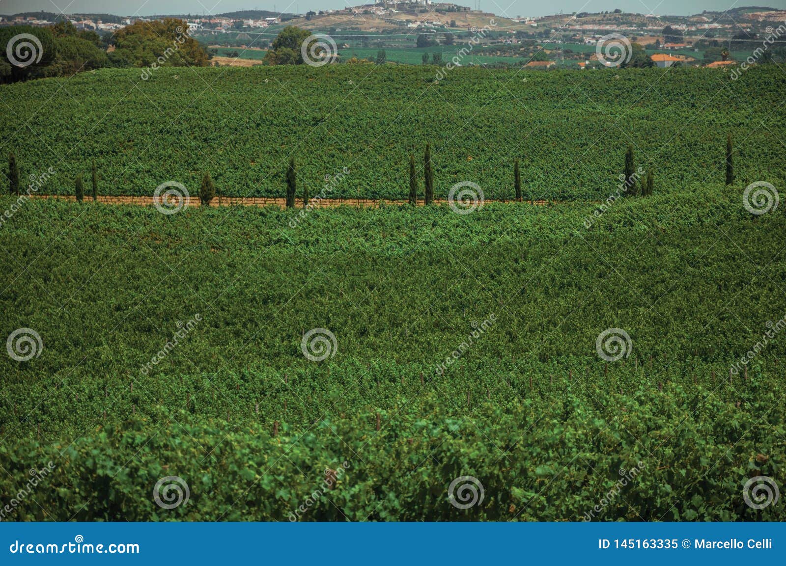 Green Vines And Road In A Vineyard Near Estremoz Stock ...