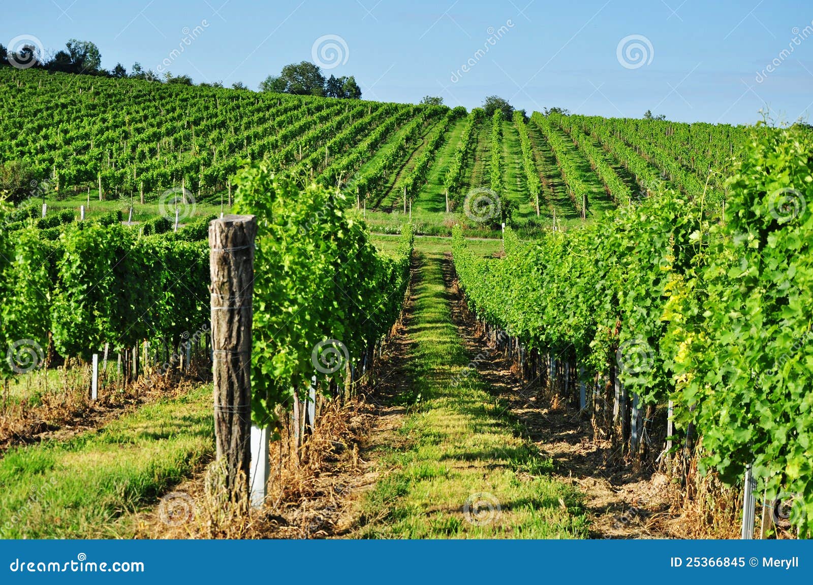green vineyard of south moravia