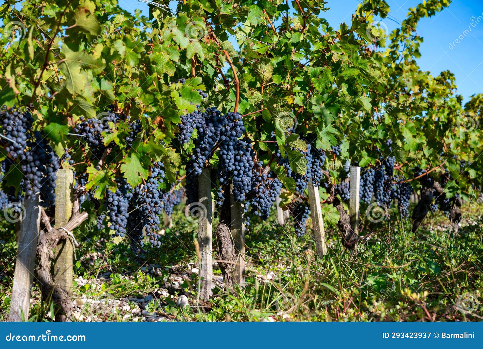 vineyards in saint estephe village with rows of red cabernet sauvignon grape variety of haut-medoc vineyards in bordeaux, left