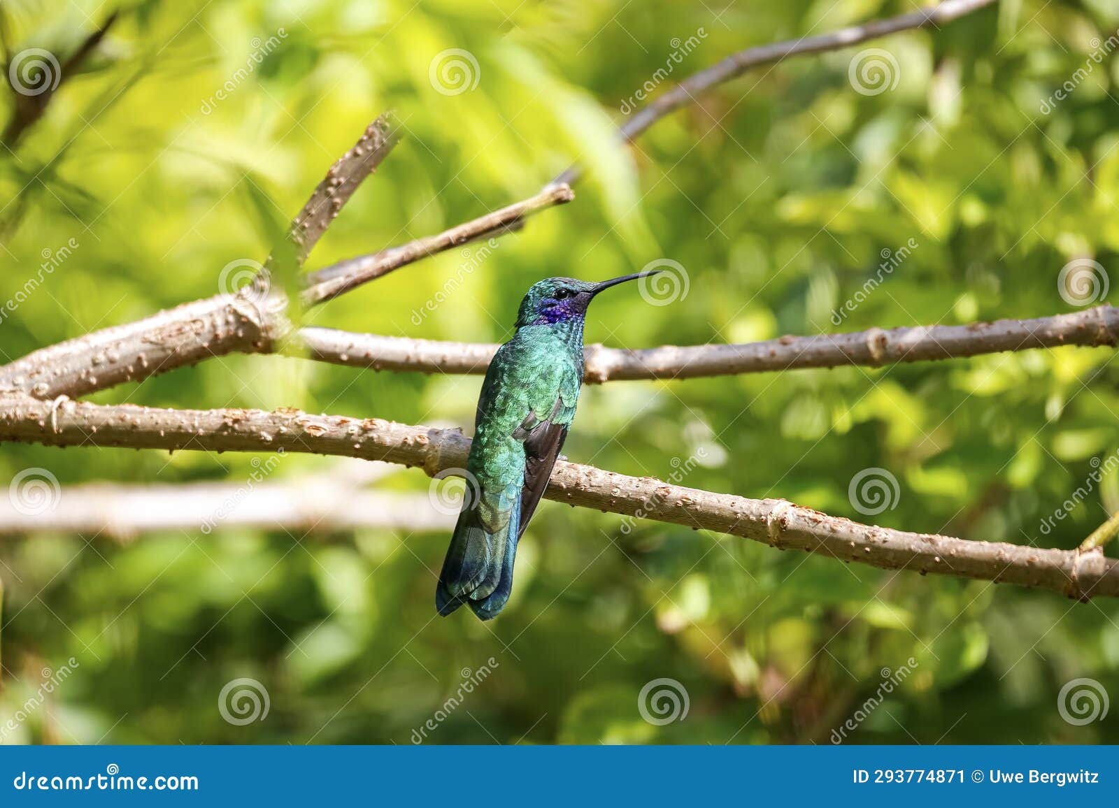 green violet-ear hummingbird (colibri thalassinus), rogitama biodiversidad, colombia