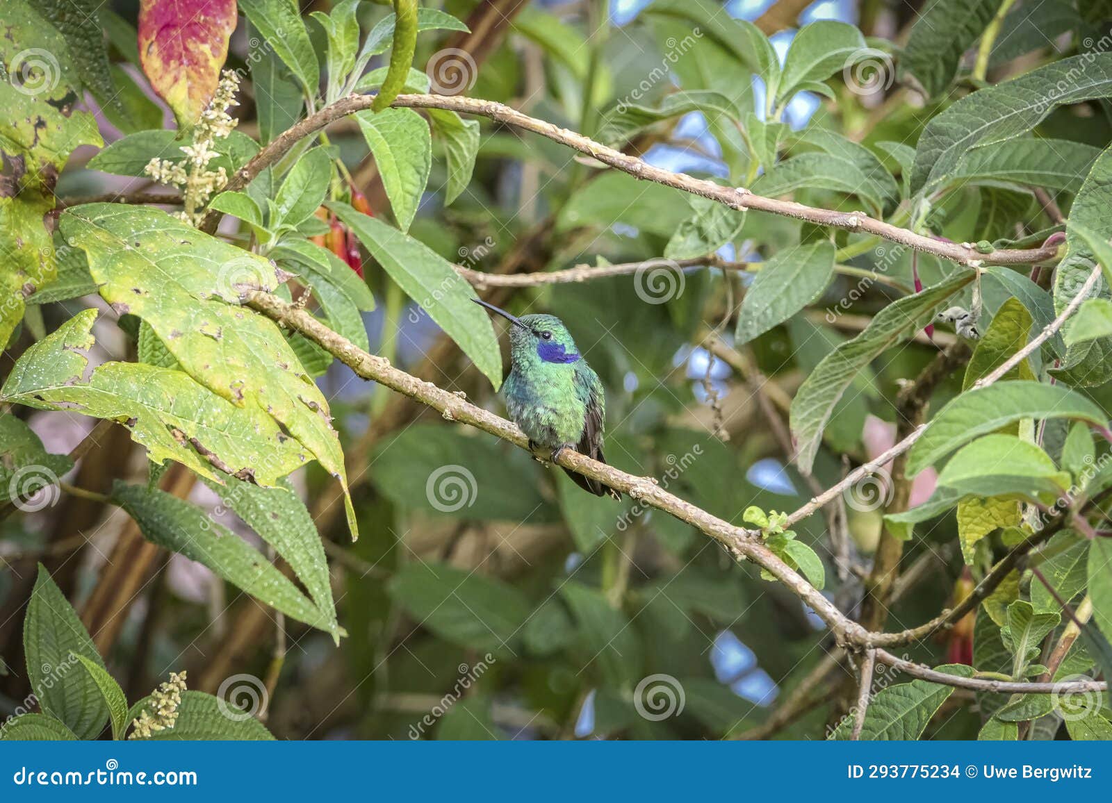 green violet-ear hummingbird (colibri thalassinus)
