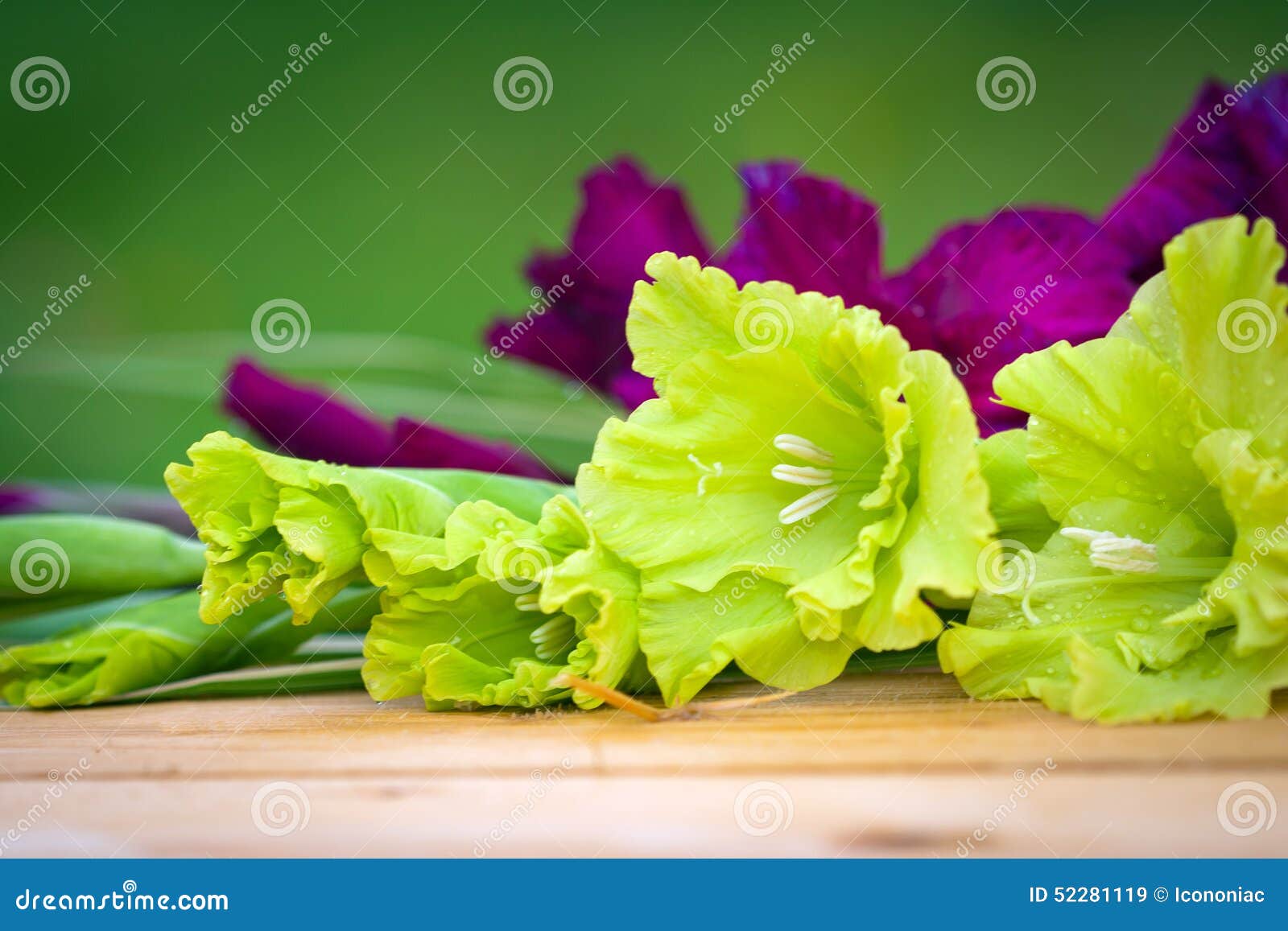 green and violet gladioli flowers