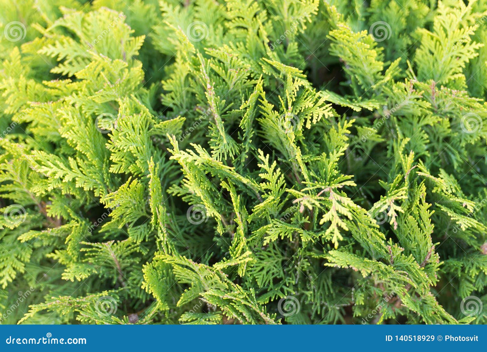 Green Wall Of Cupressus Tree As Background Texture Natural
