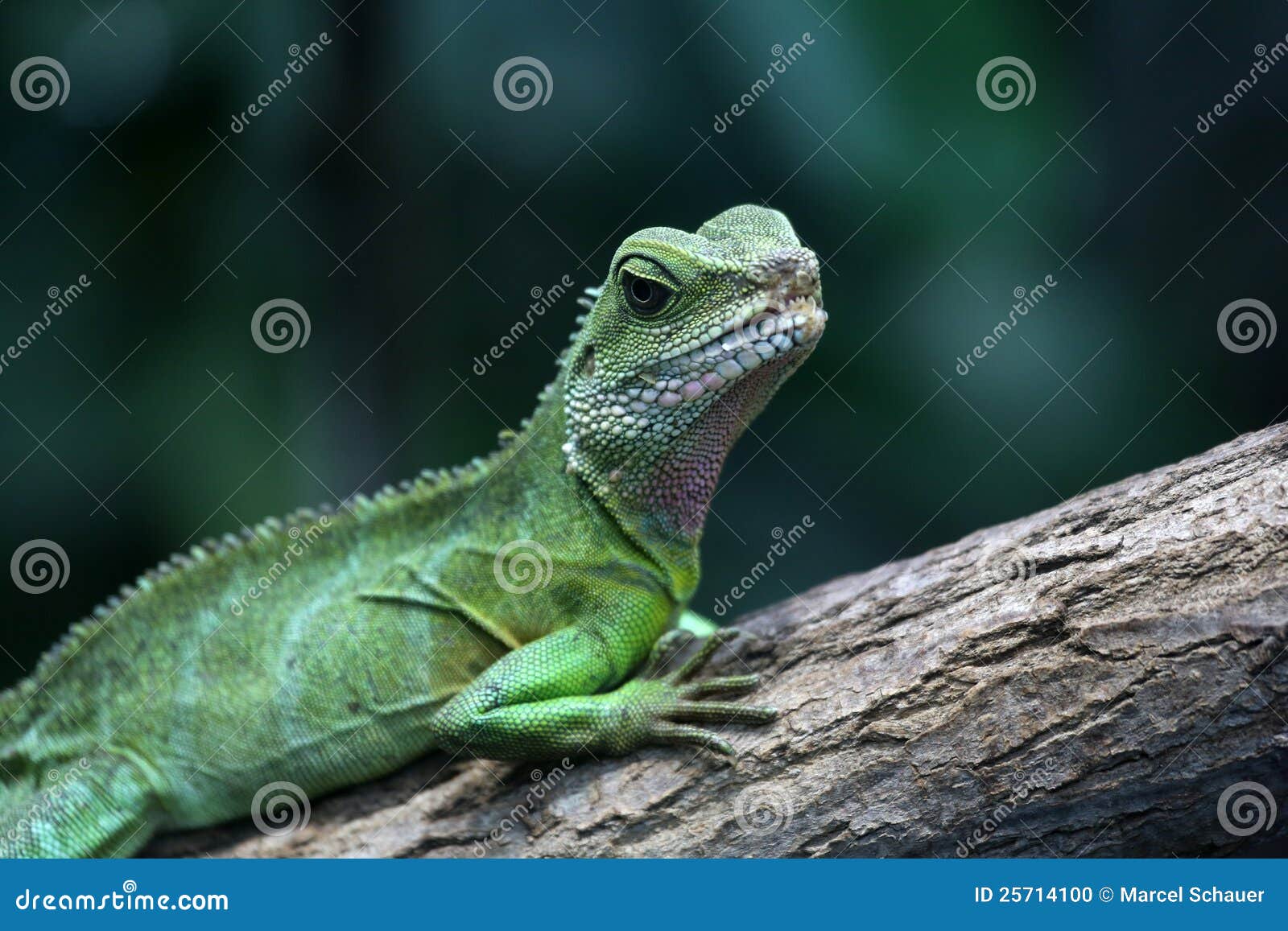 Green water dragon stock photo. Image of reptile, forest 25714100