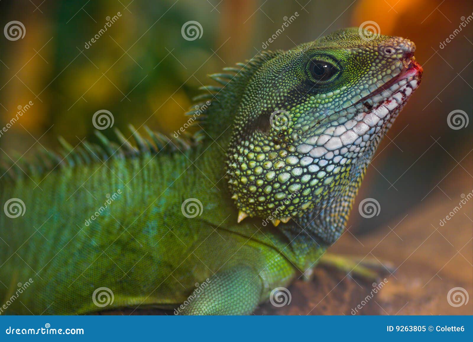 Green Water Dragon stock image. Image of water, physignathus 9263805