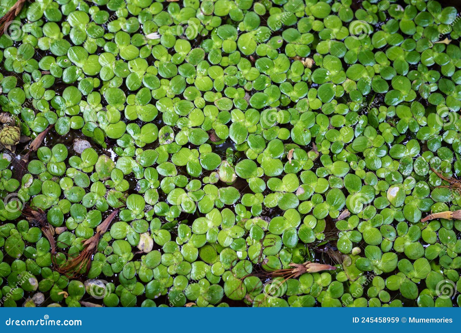 Duckweed Floating On Water Surface Stock Image