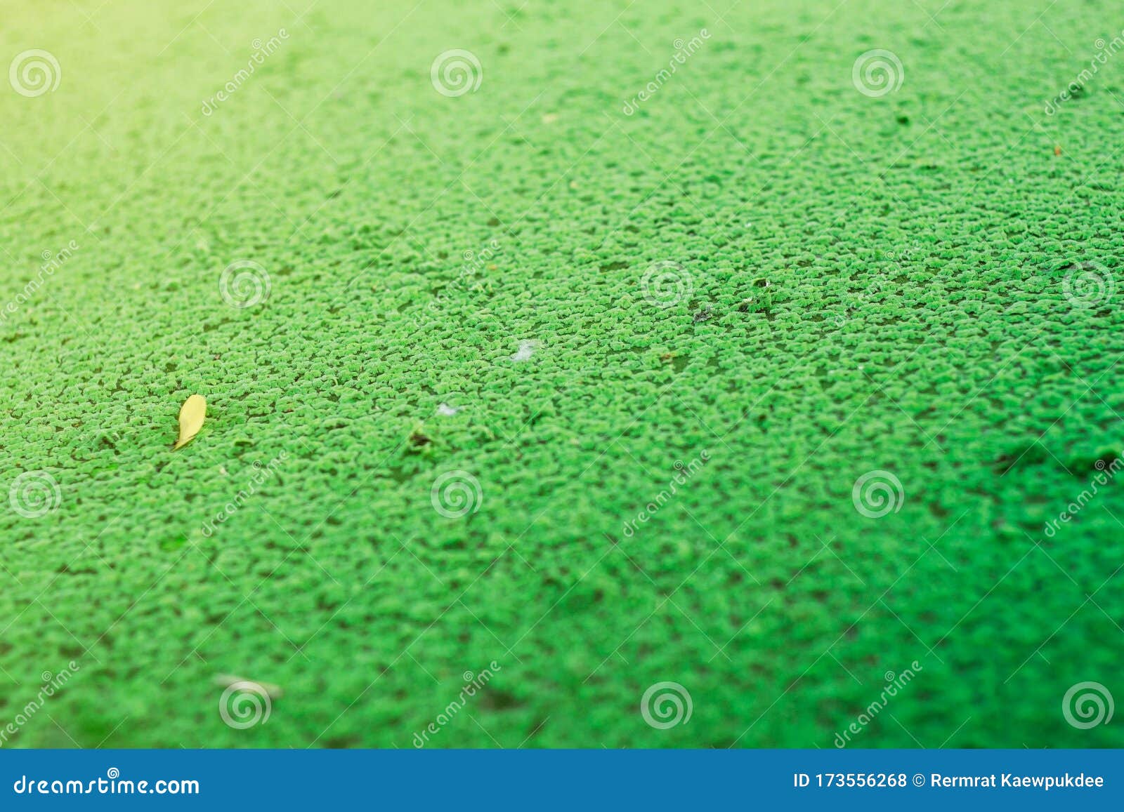 plants with natural background