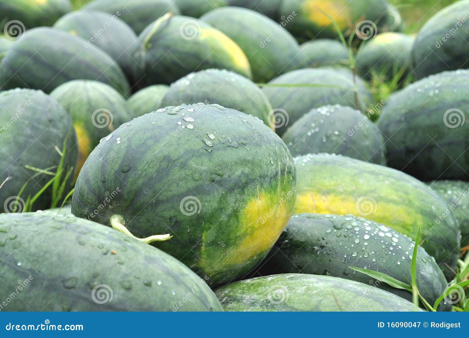 Green Watermelon Farm Group Stock Image Image of dump, cultivated
