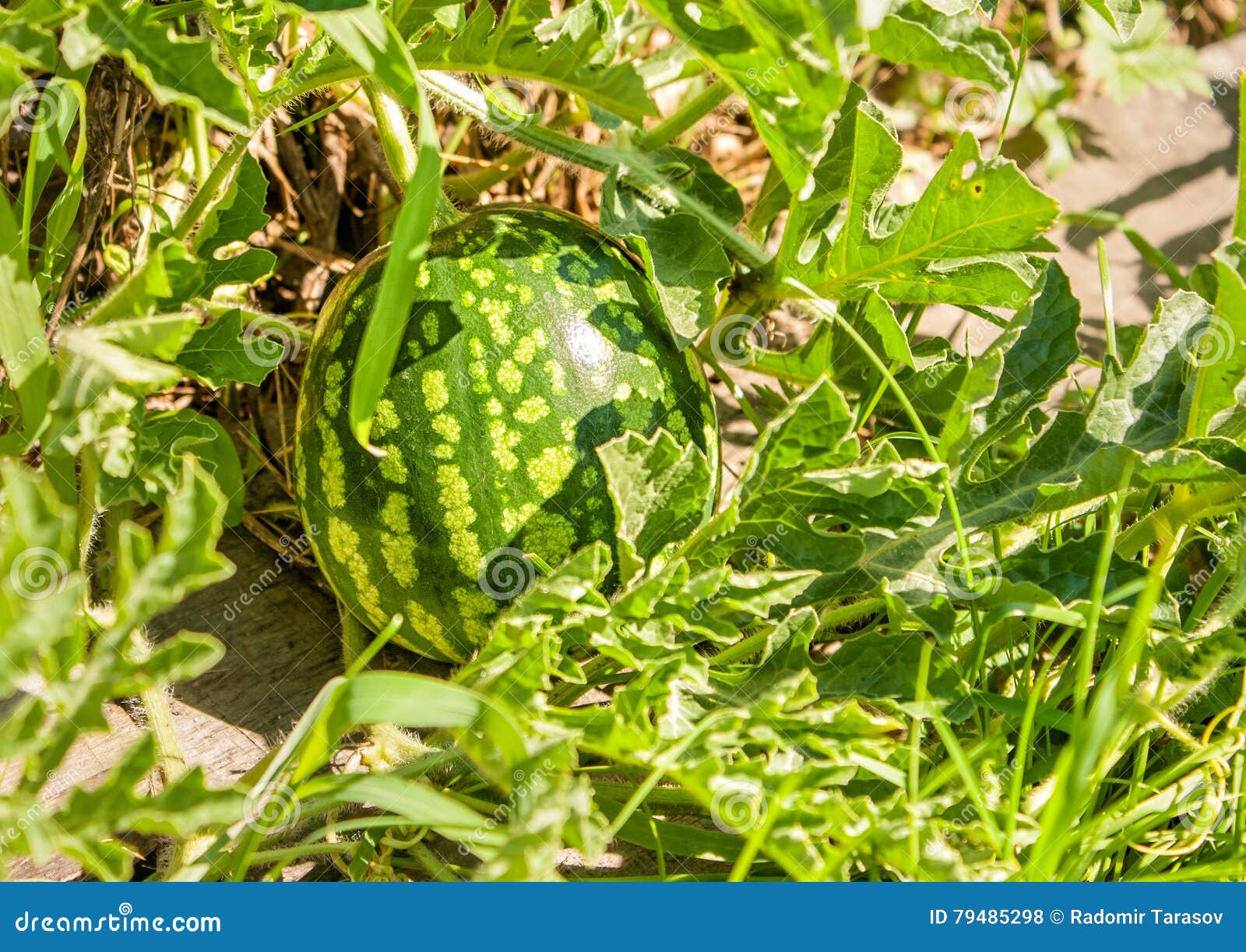 Green Watermelon Growing in the Garden Stock Photo Image of farming