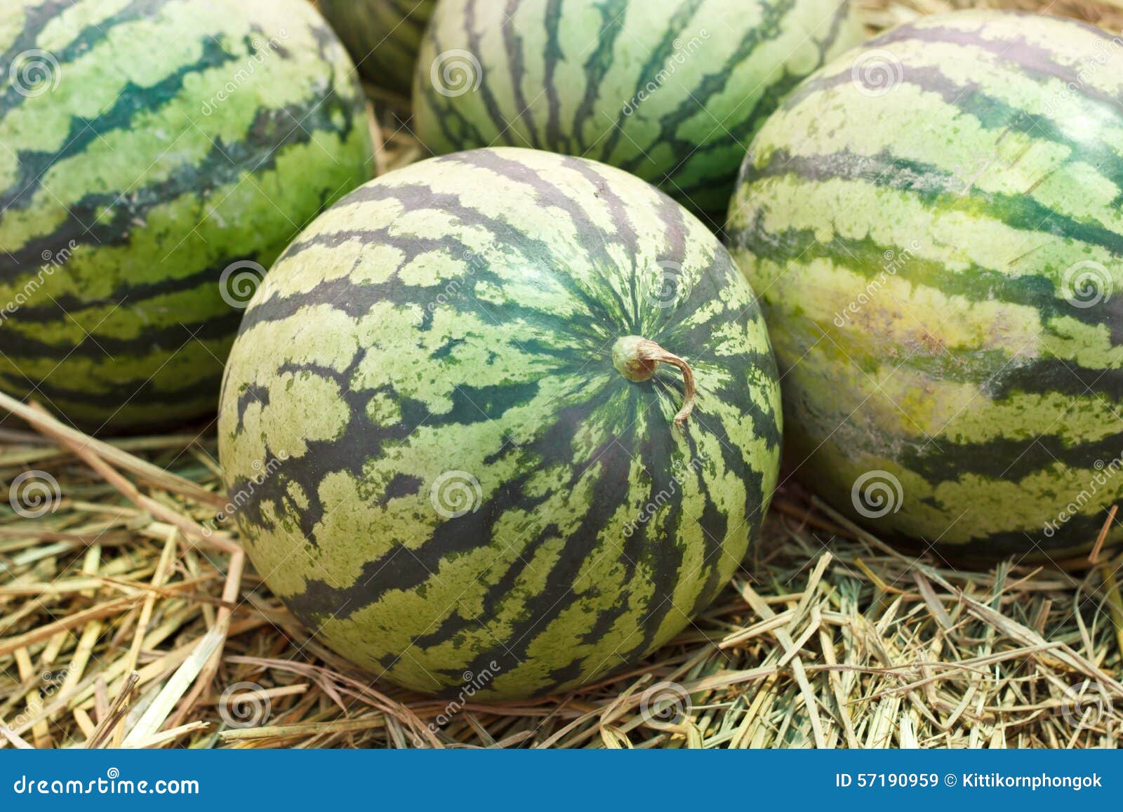 Green watermelons stock image. Image of food, fresh, diet 57190959