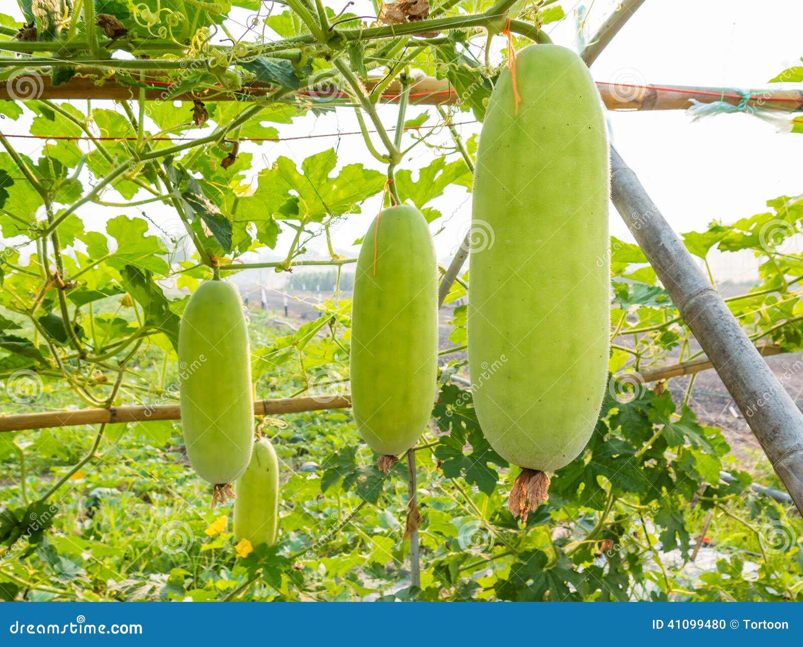 Green wax gourd on field stock photo. Image of winter 41099480
