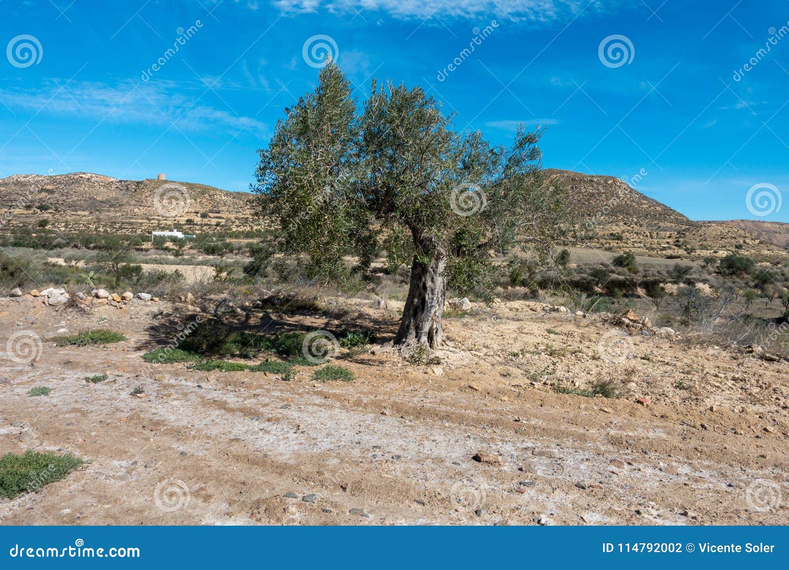 the green way of lucainena under the blue sky in almeria