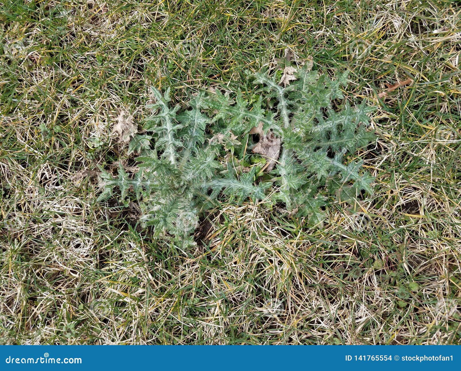 spike plant single spike plant single