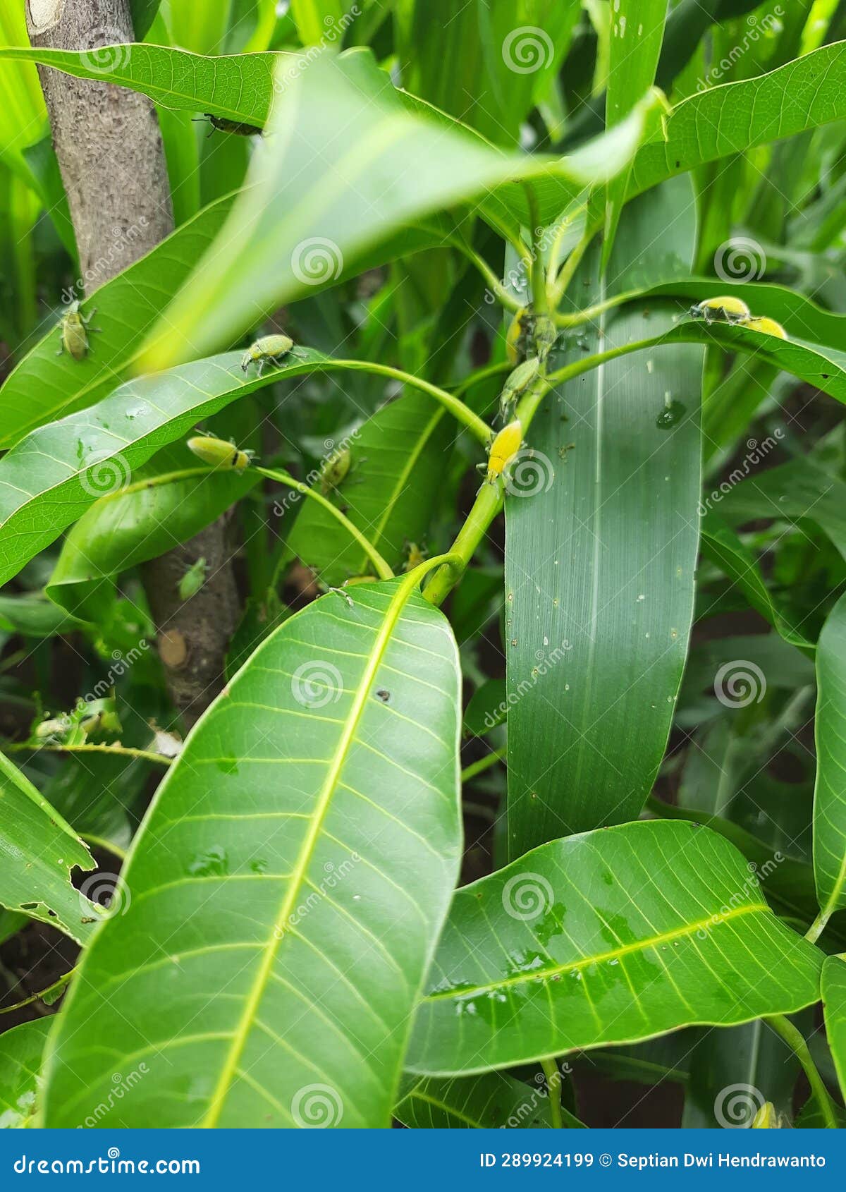 green weevil pests on mango tree leaves