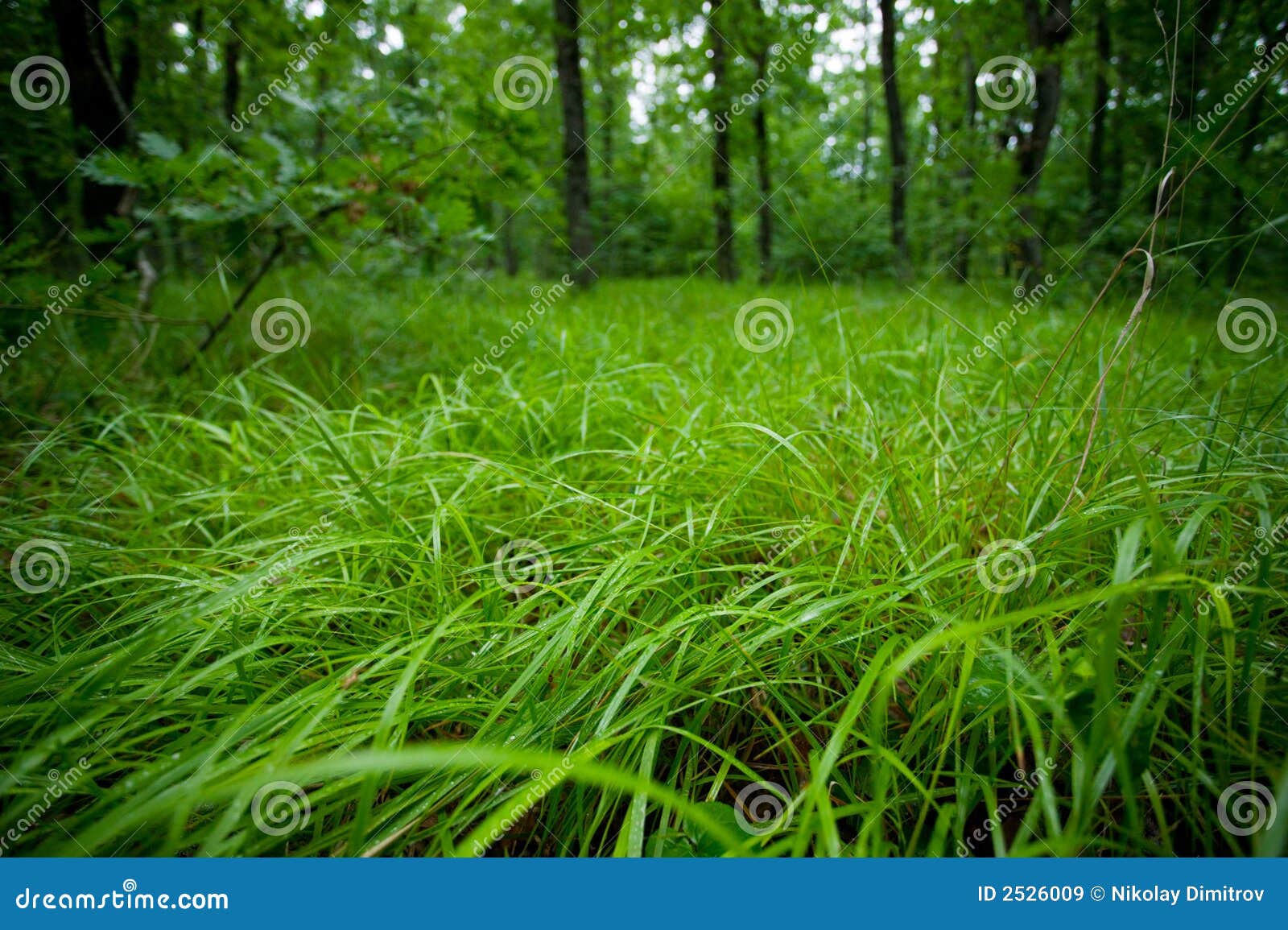 Green Wet Grass in a Forest Stock Image - Image of forest, tree: 2526009