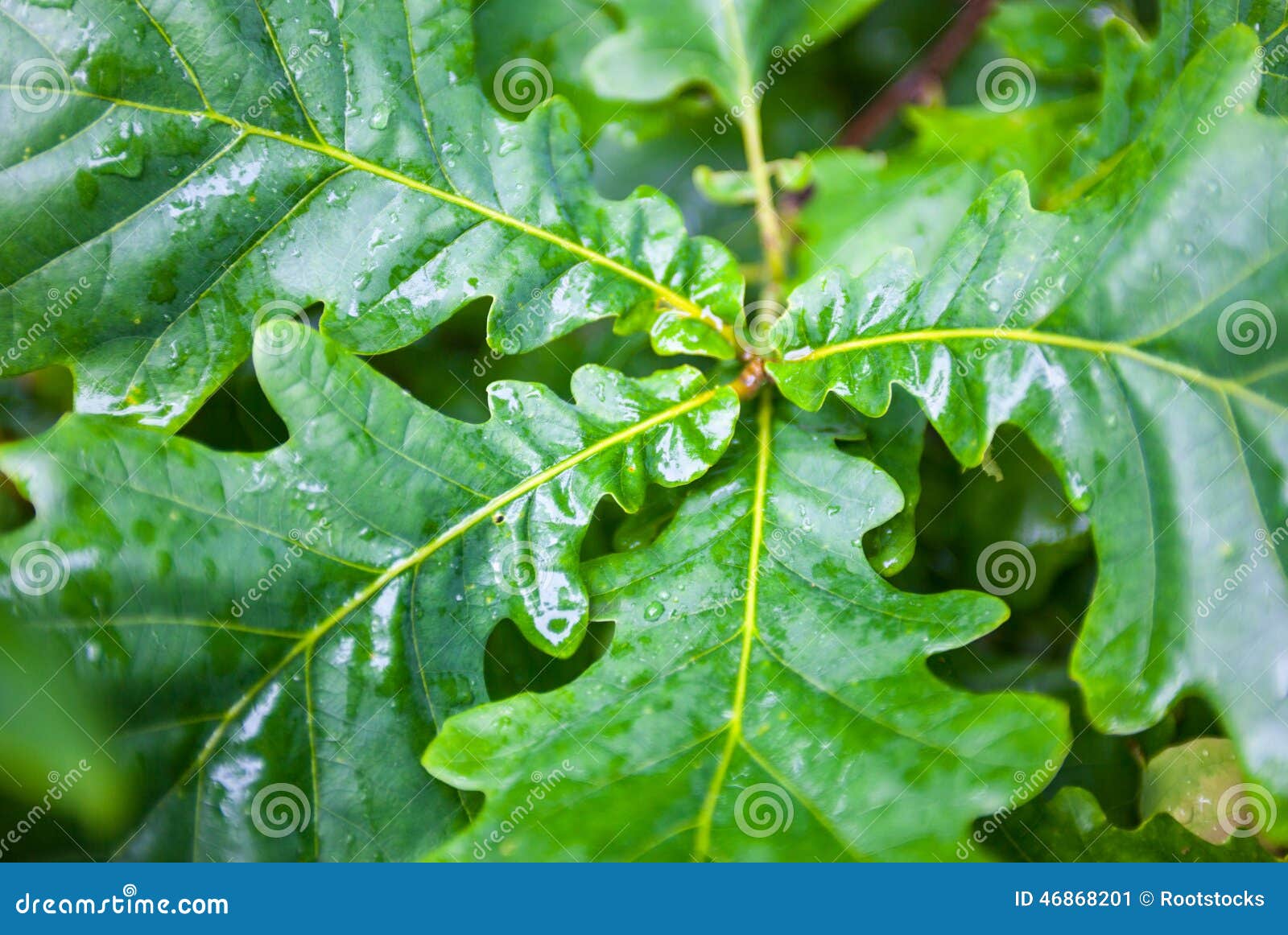 Green Wet Leaves of the Oak Tree after the Rain Stock Image Image of