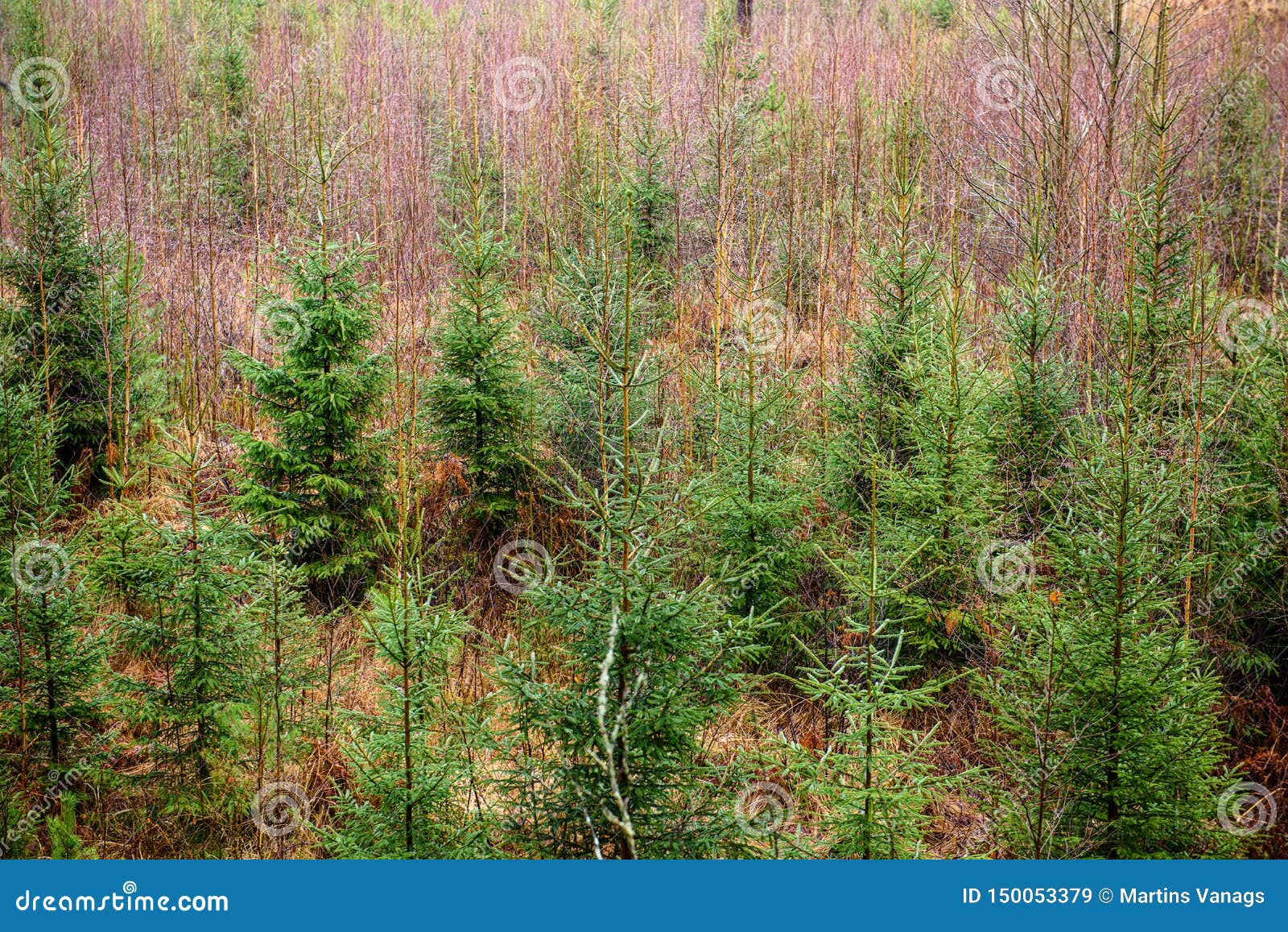Green Wet Spruce Tree Branches in Nature with Blur Background Stock