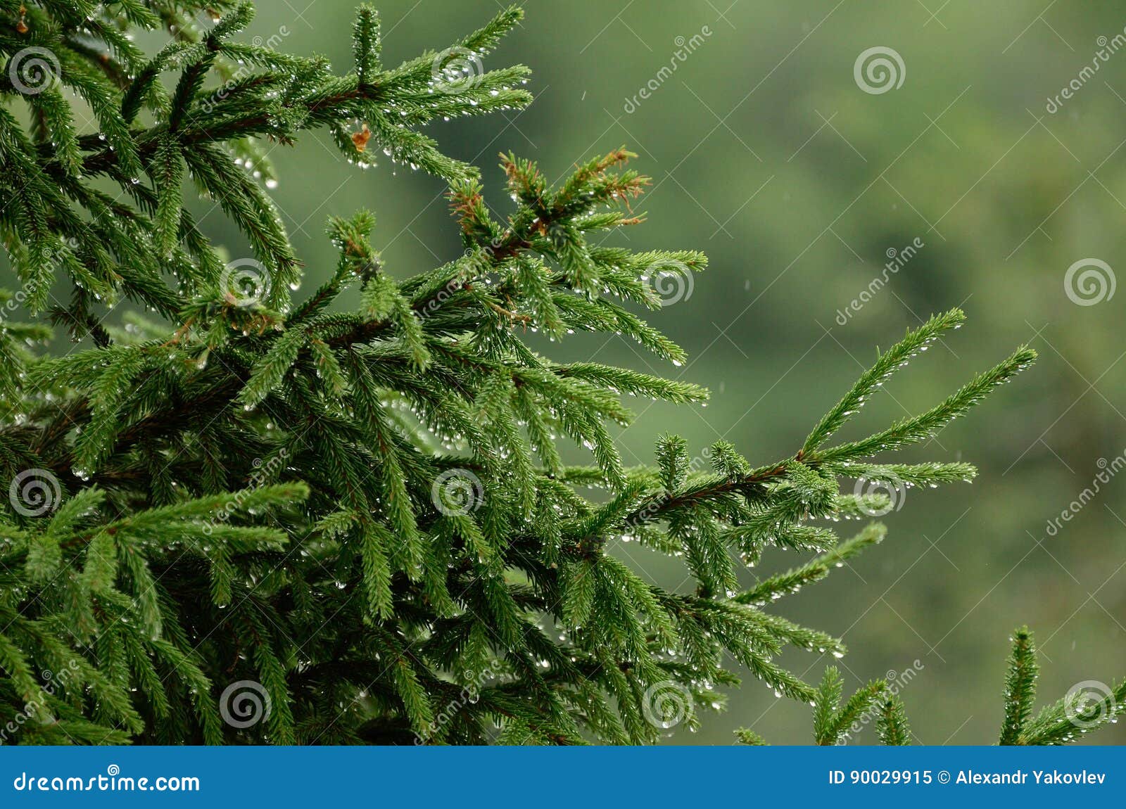 Green Wet Spruce Under Drops of Rain Stock Image Image of branches