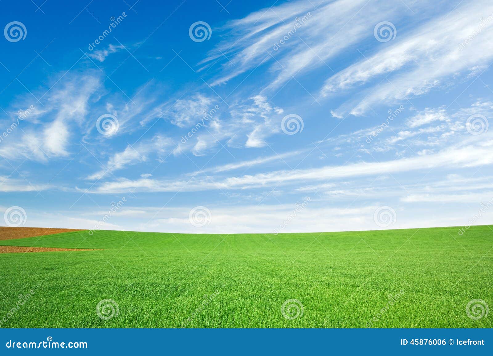 green wheat field and blue sky with cirrus