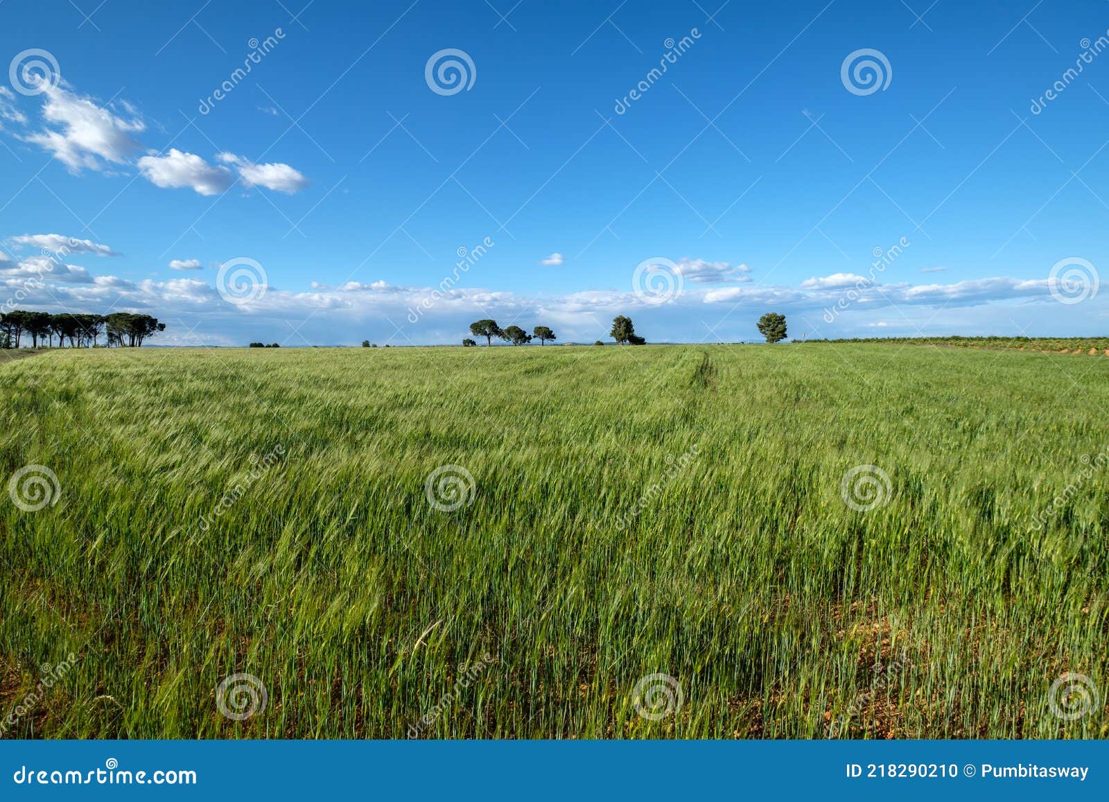 Green Wheat Field And Cloudy Sky Stock Photo - Image of ...