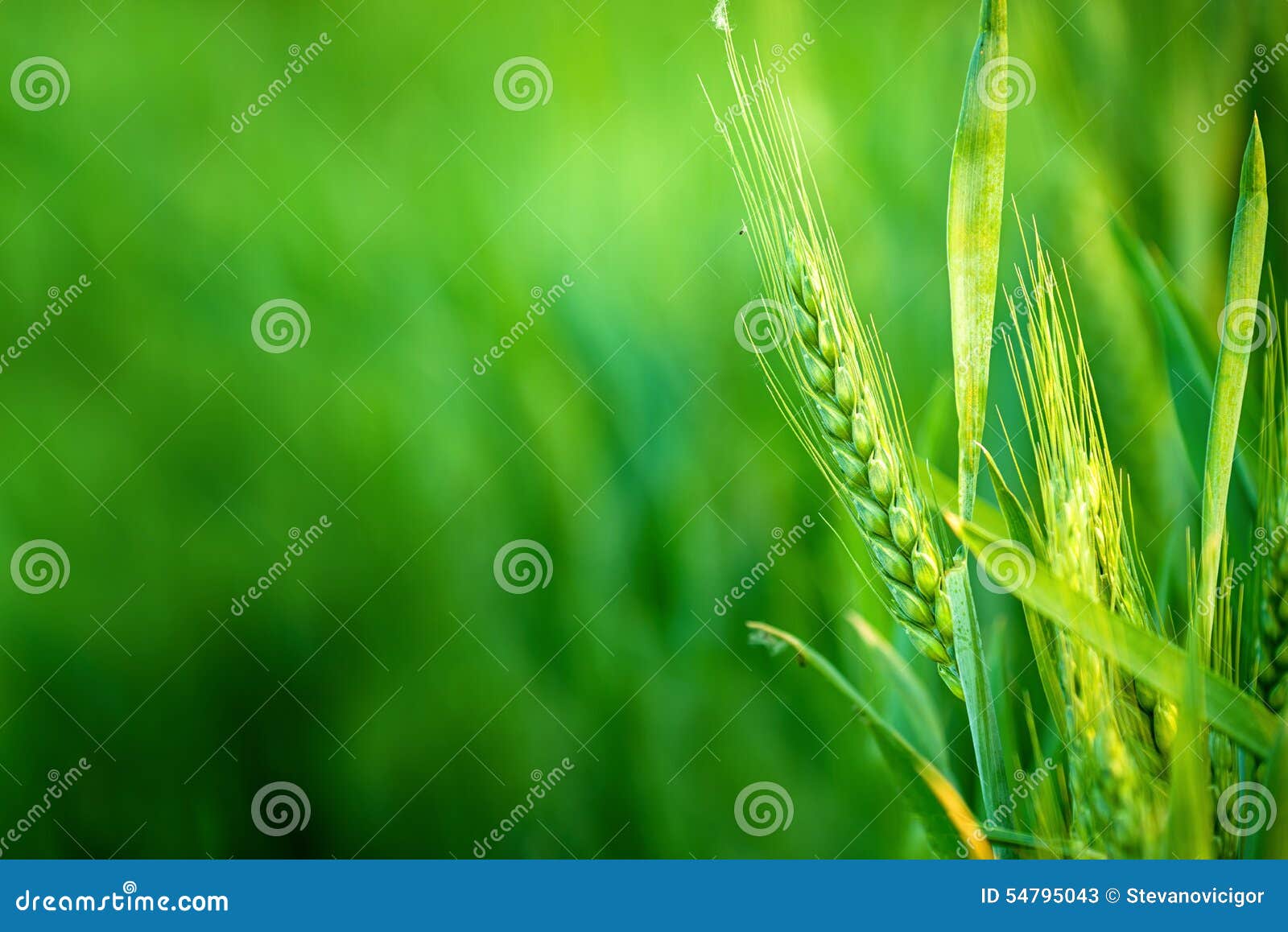 green wheat head in cultivated agricultural field