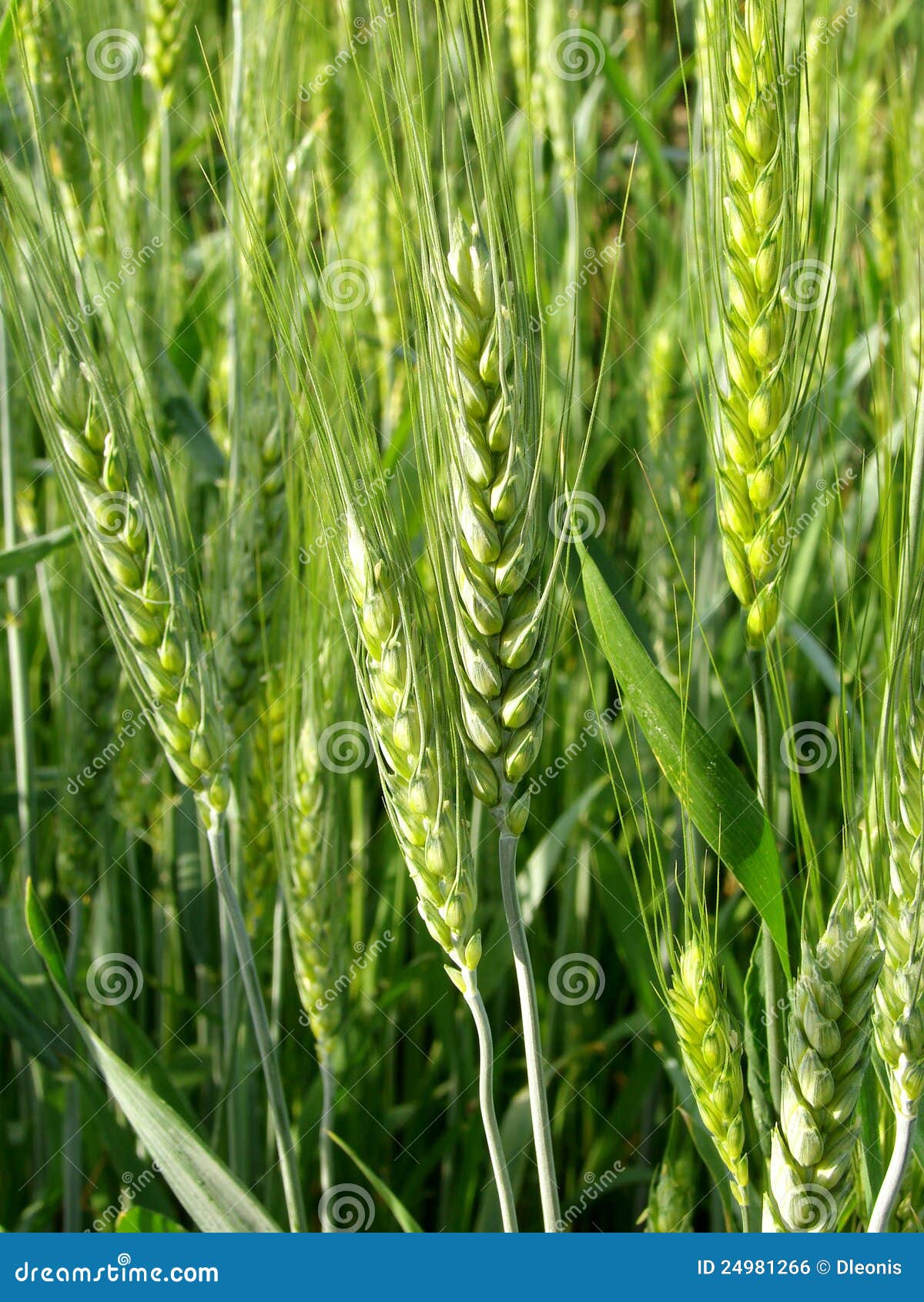 Green wheat plants stock photo. Image of landscape, season 24981266