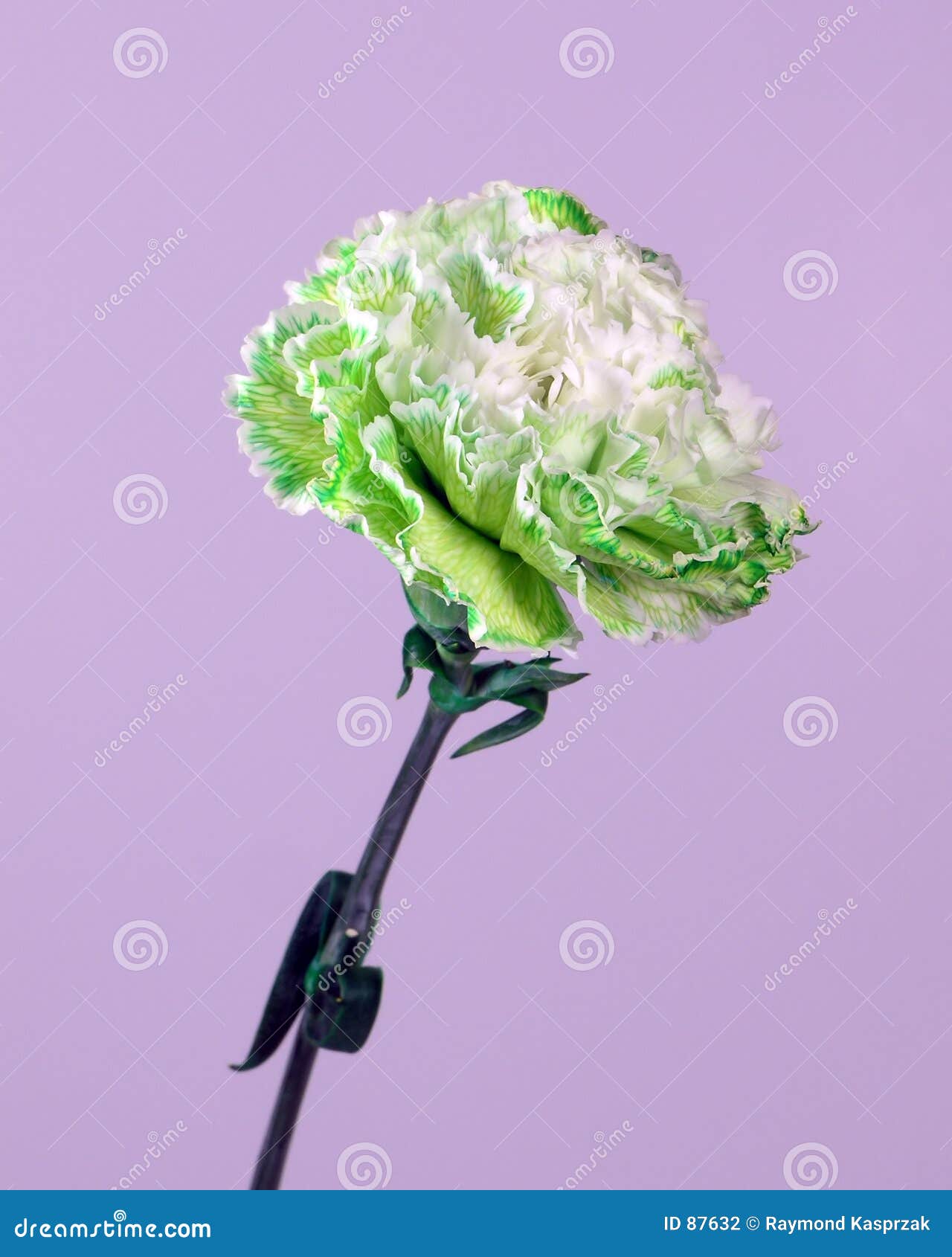 Green White Carnation Picture. Image 87632