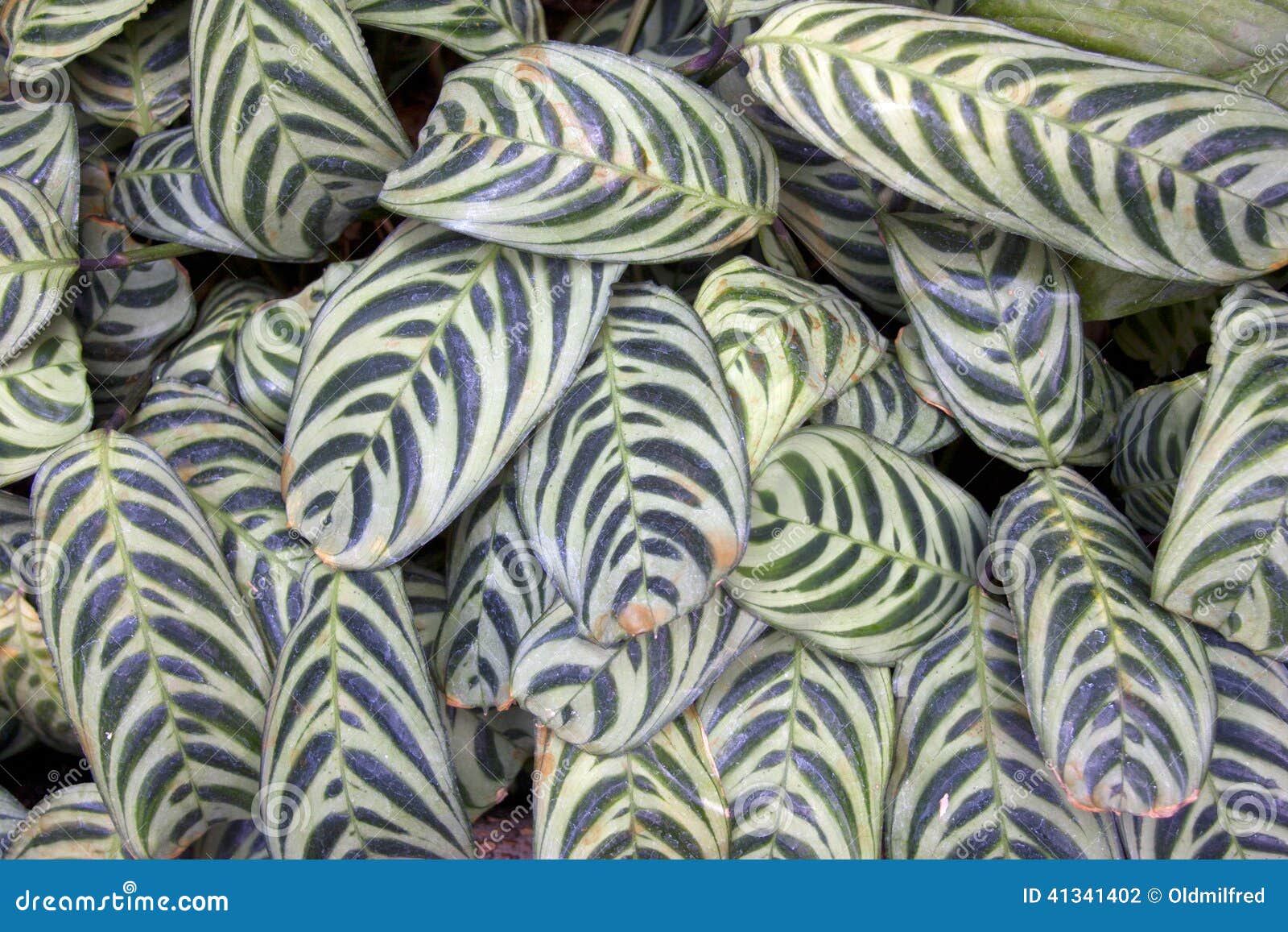 Green and White Leaf Background Stock Photo - Image of bush, plant