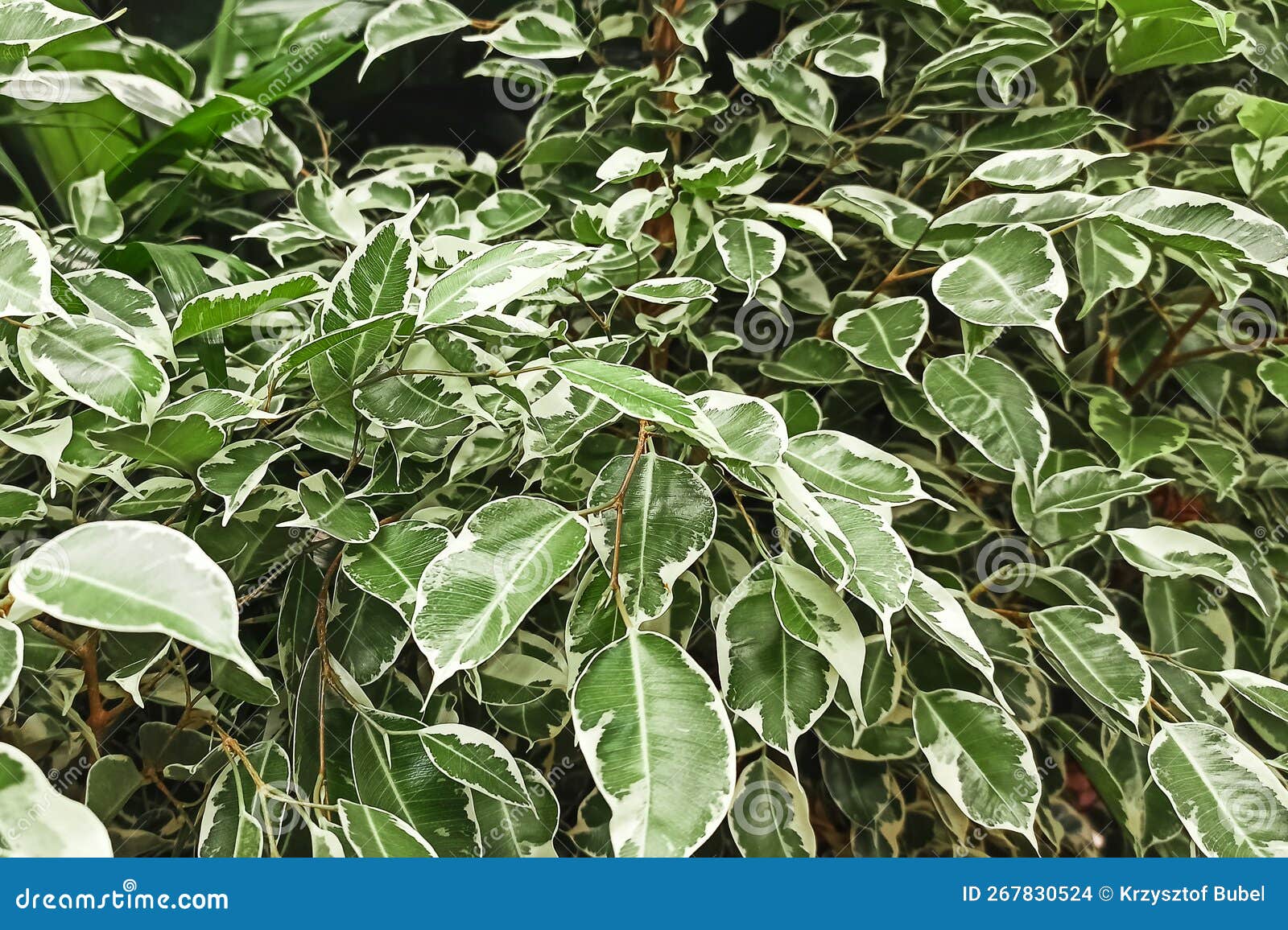 Green and White Leaves. Background or Texture Stock Photo Image of