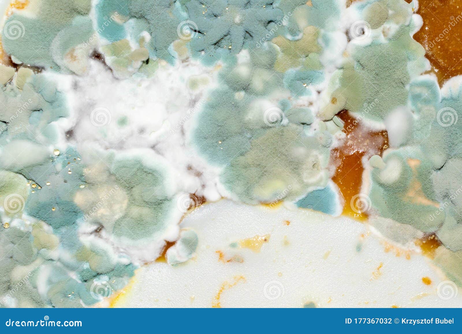 Green And White Mold Macro Photo Background Stock Photo Image Of Micro Fungi 177367032