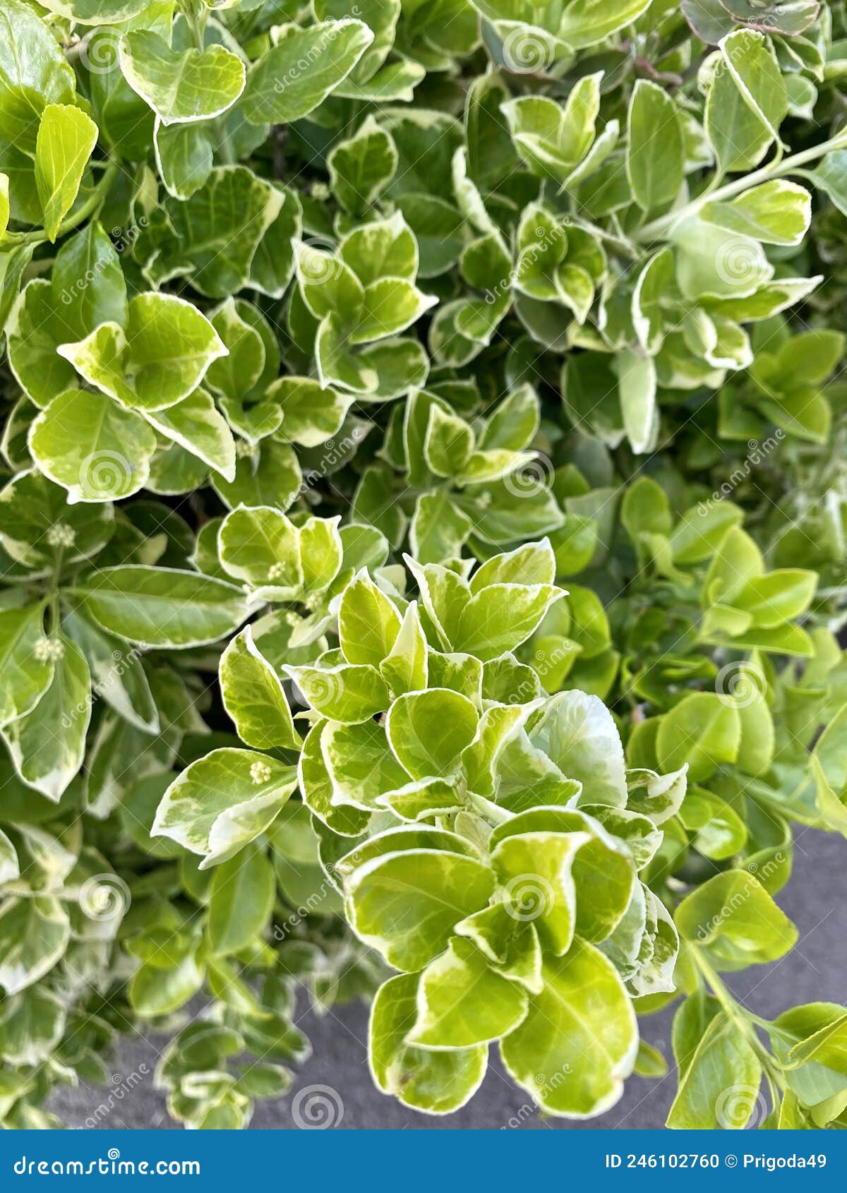 Green and white plants stock photo. Image of green, bush 246102760