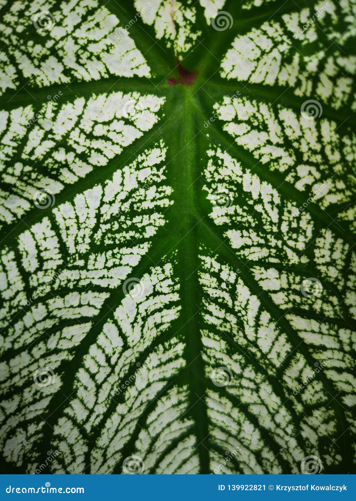 Green and White Tropical Leaf Background Stock Image - Image of color