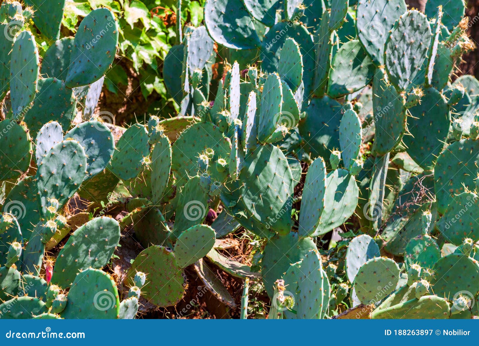 wild cactus movie online free wild cactus movie online free